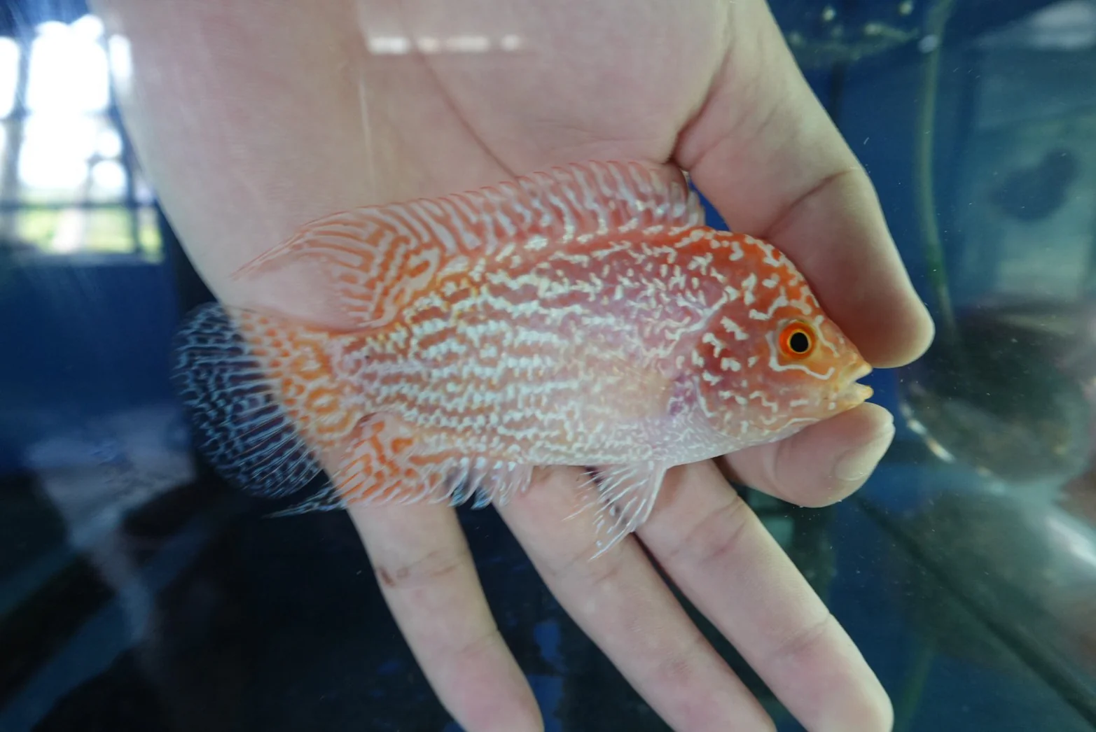 Rare Kamfa Golden Base Flowerhorn 4 inch - Image 2