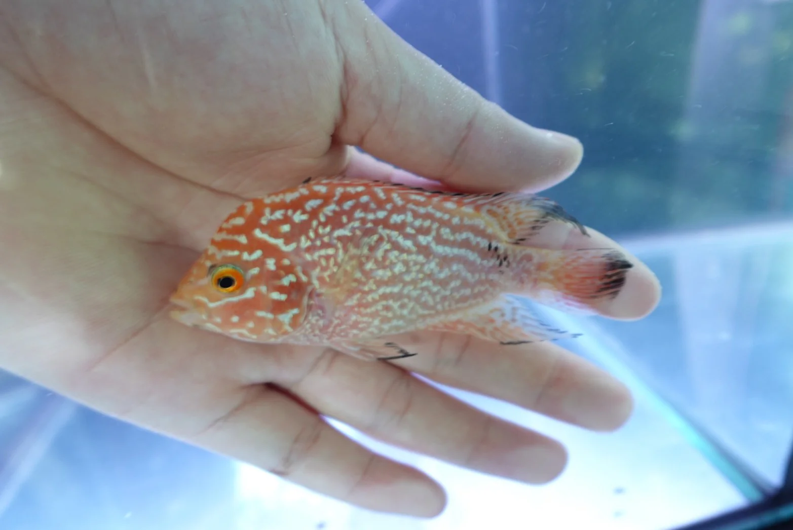 Rare Kamfa Golden Base Flowerhorn 4 inch - Image 3