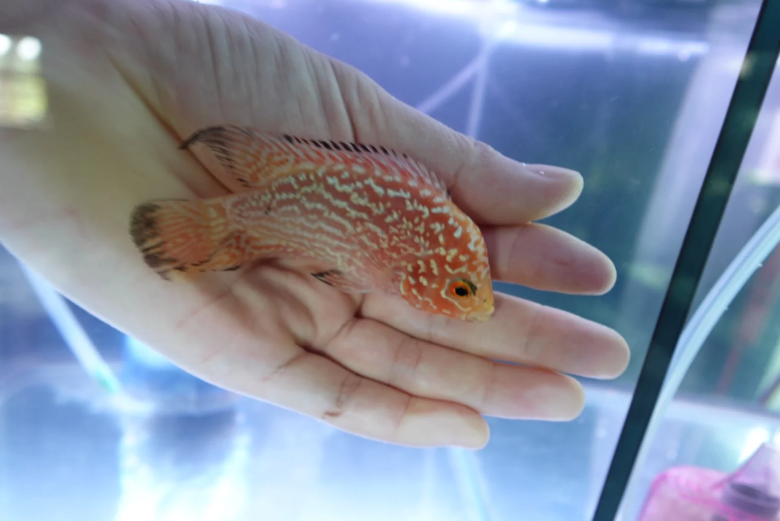 Rare Kamfa Golden Base Flowerhorn 4 inch - Image 4