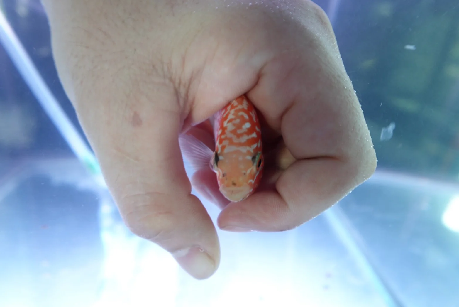 Rare Kamfa Golden Base Flowerhorn 4 inch - Image 5