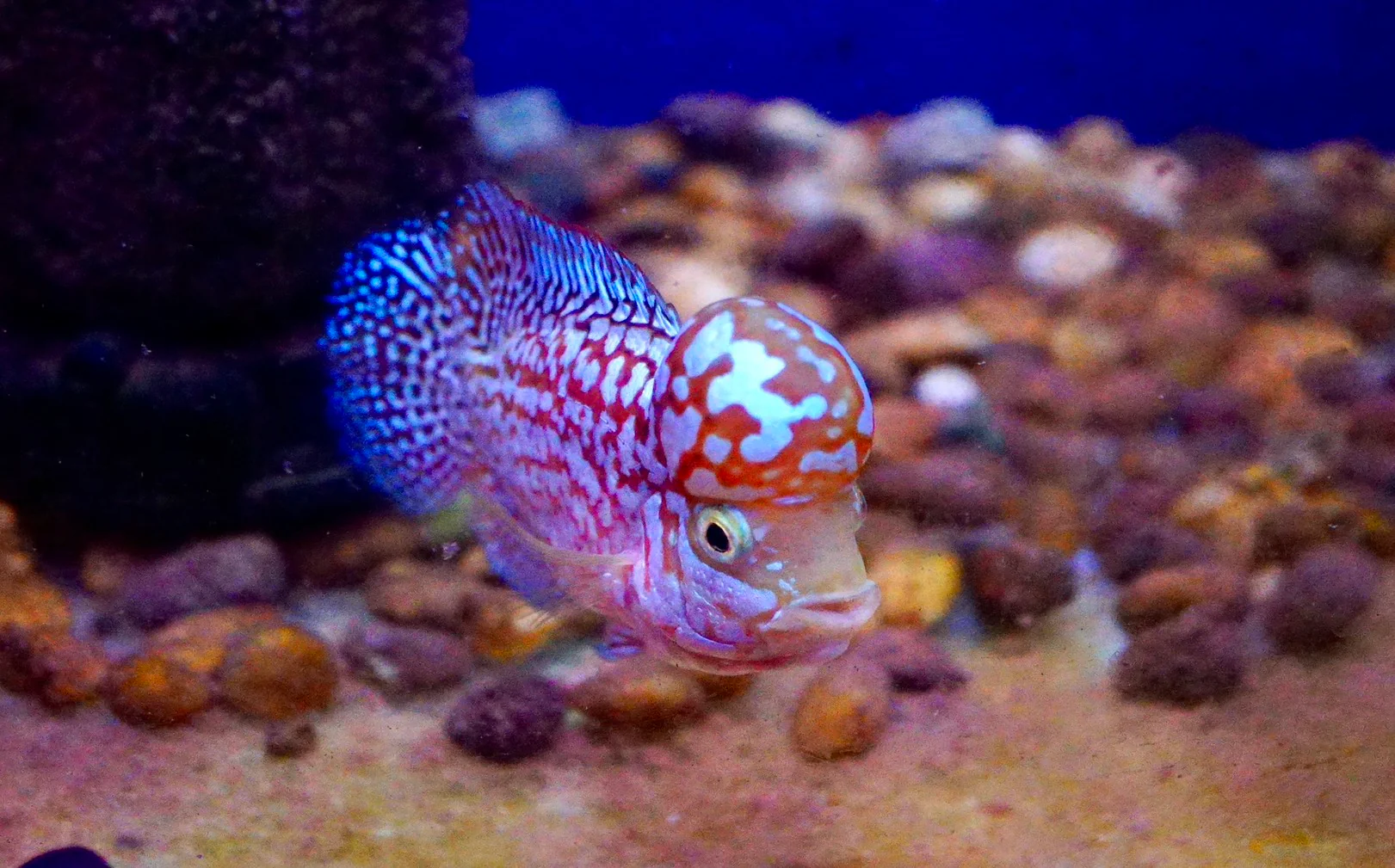 Rare Kamfa Golden Base Flowerhorn 4 inch - Image 3