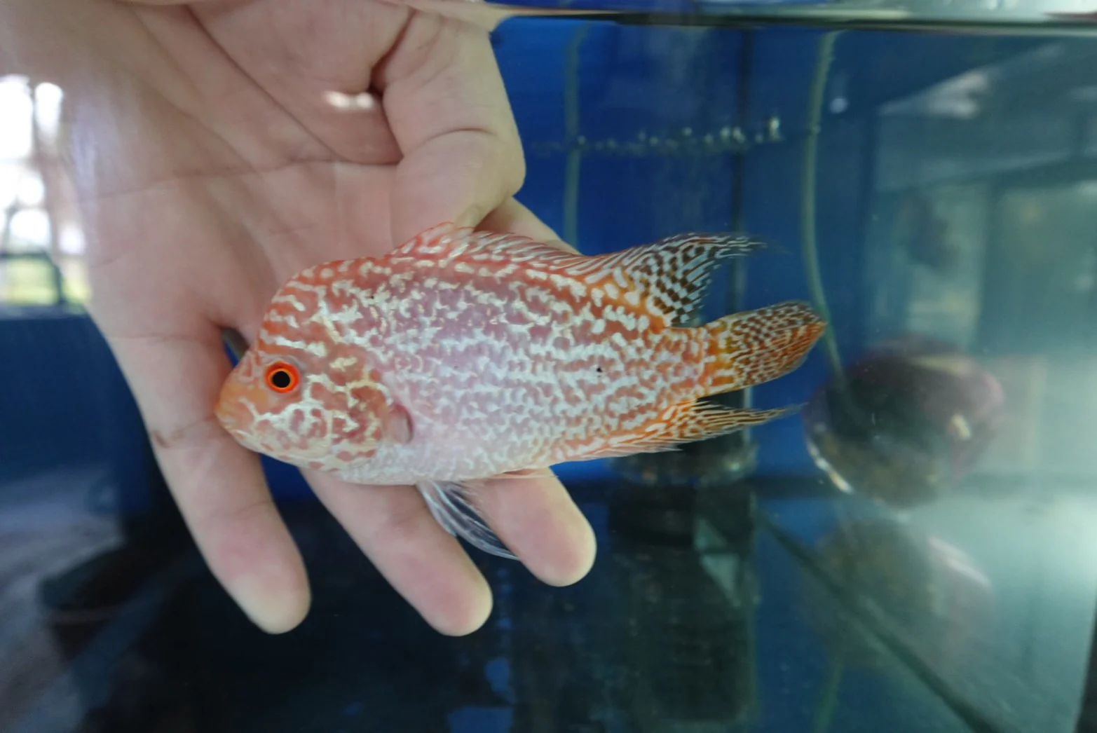 Rare Kamfa Golden Base Flowerhorn 4 inch - Image 2