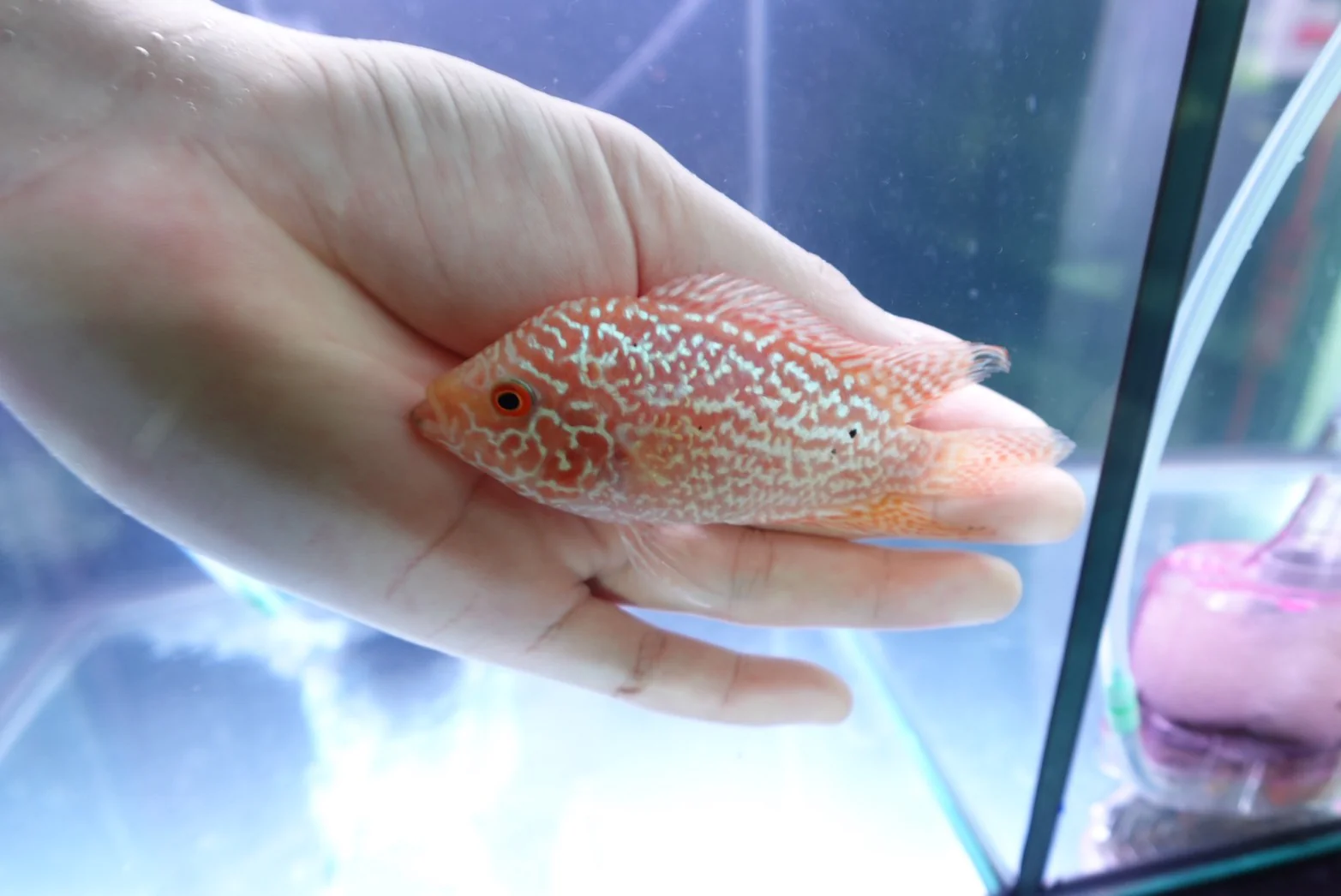 Rare Kamfa Golden Base Flowerhorn 4 inch - Image 3