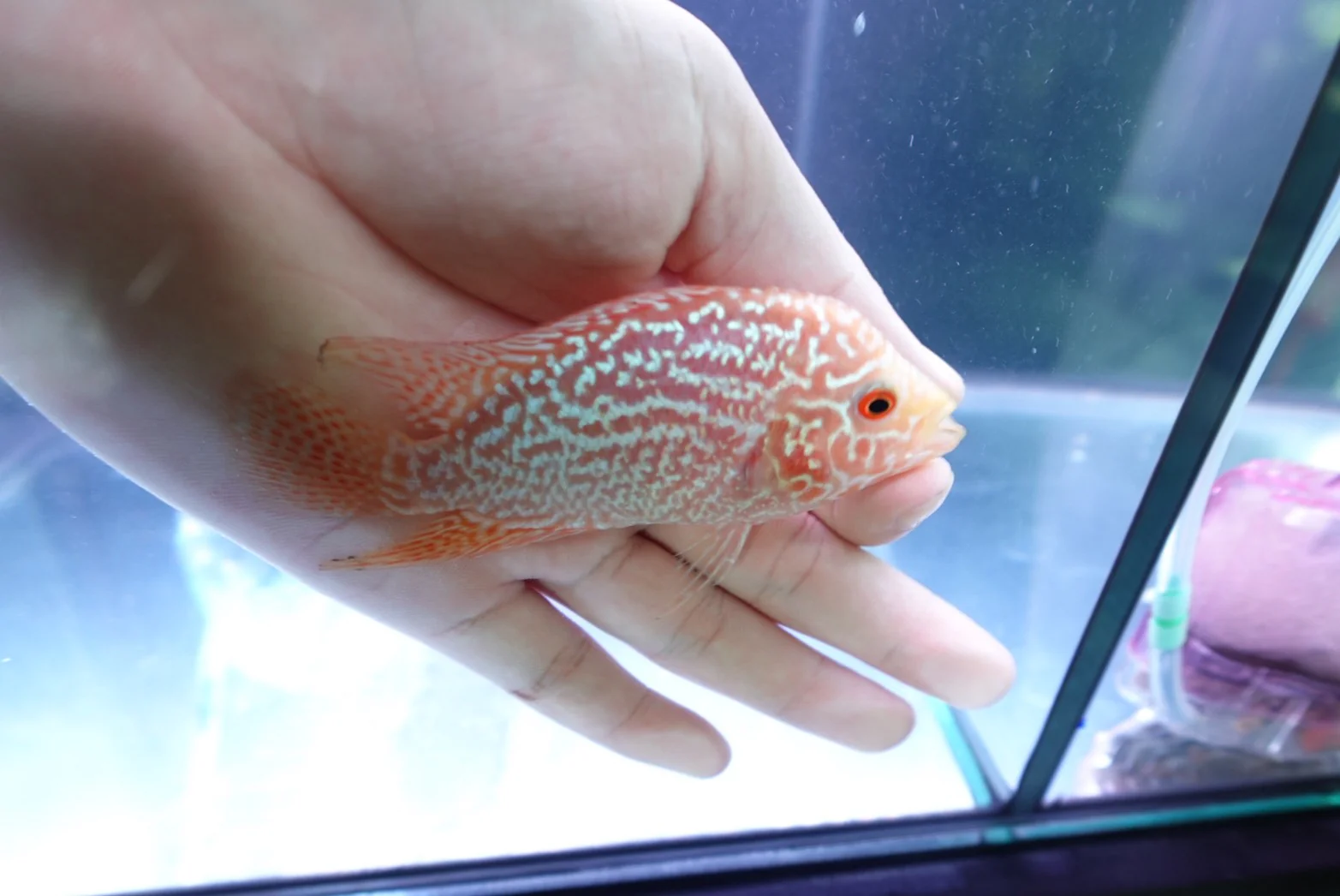 Rare Kamfa Golden Base Flowerhorn 4 inch - Image 4