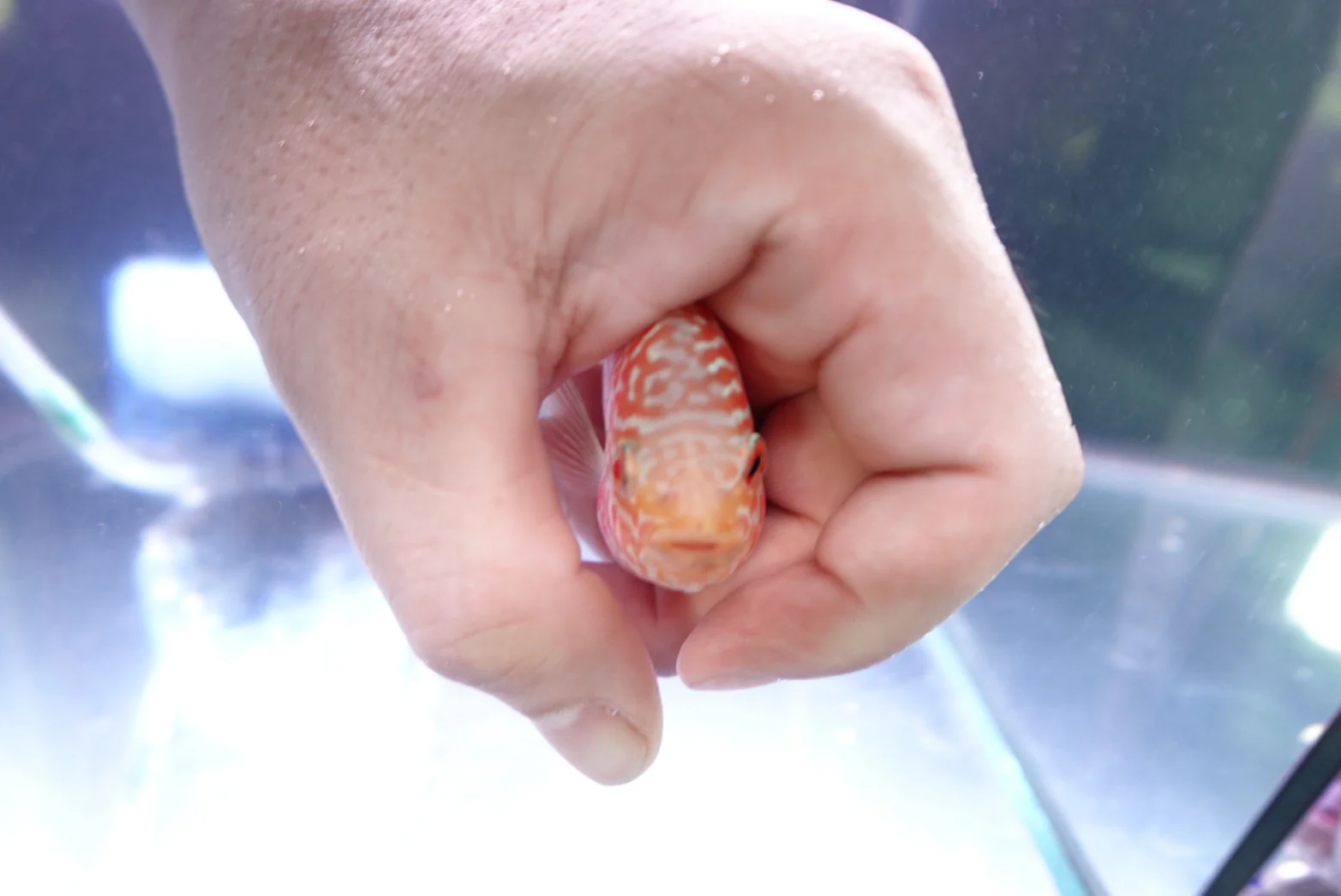 Rare Kamfa Golden Base Flowerhorn 4 inch - Image 5