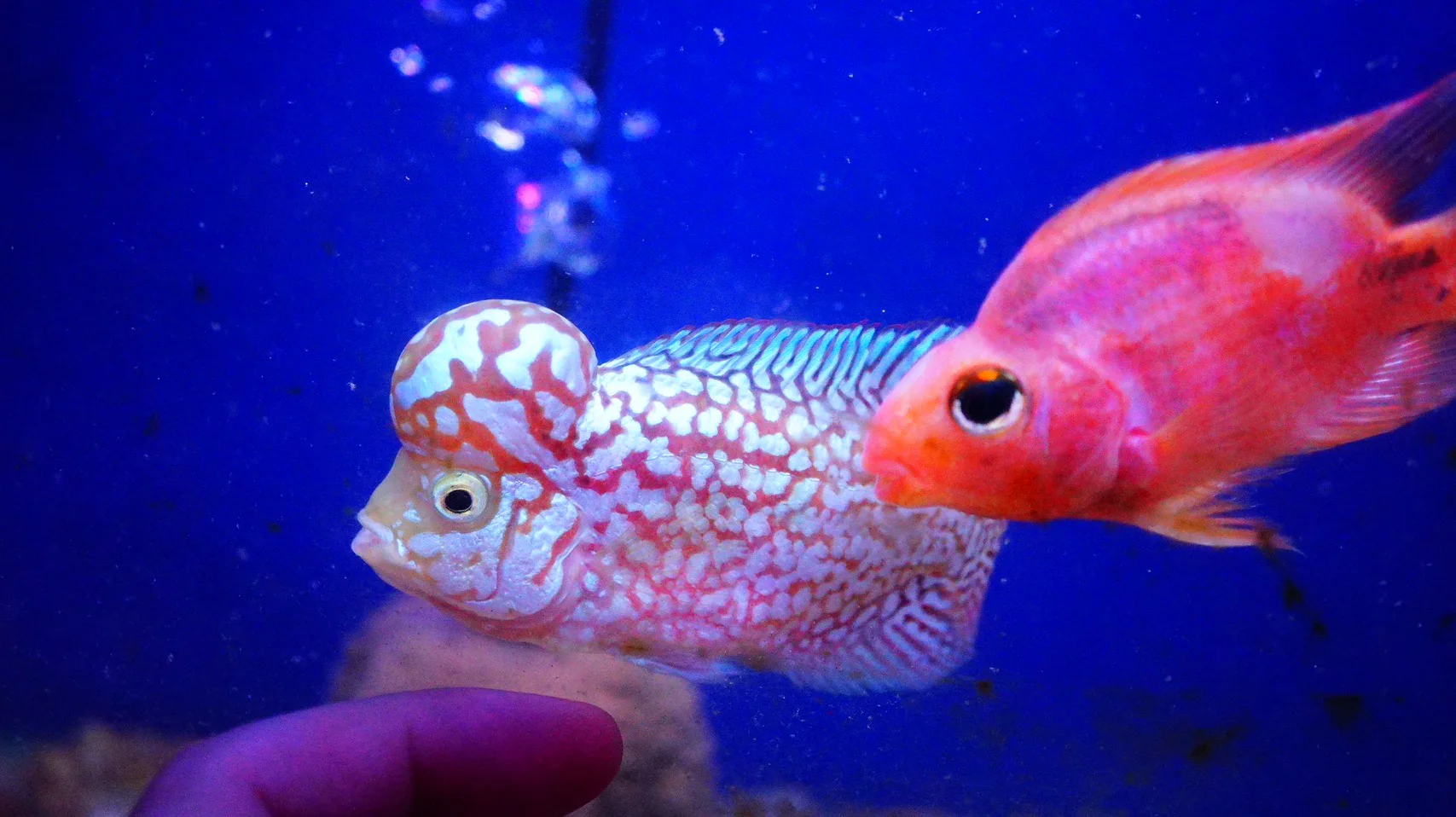 Rare Kamfa Golden Base Flowerhorn 4 inch - Image 4