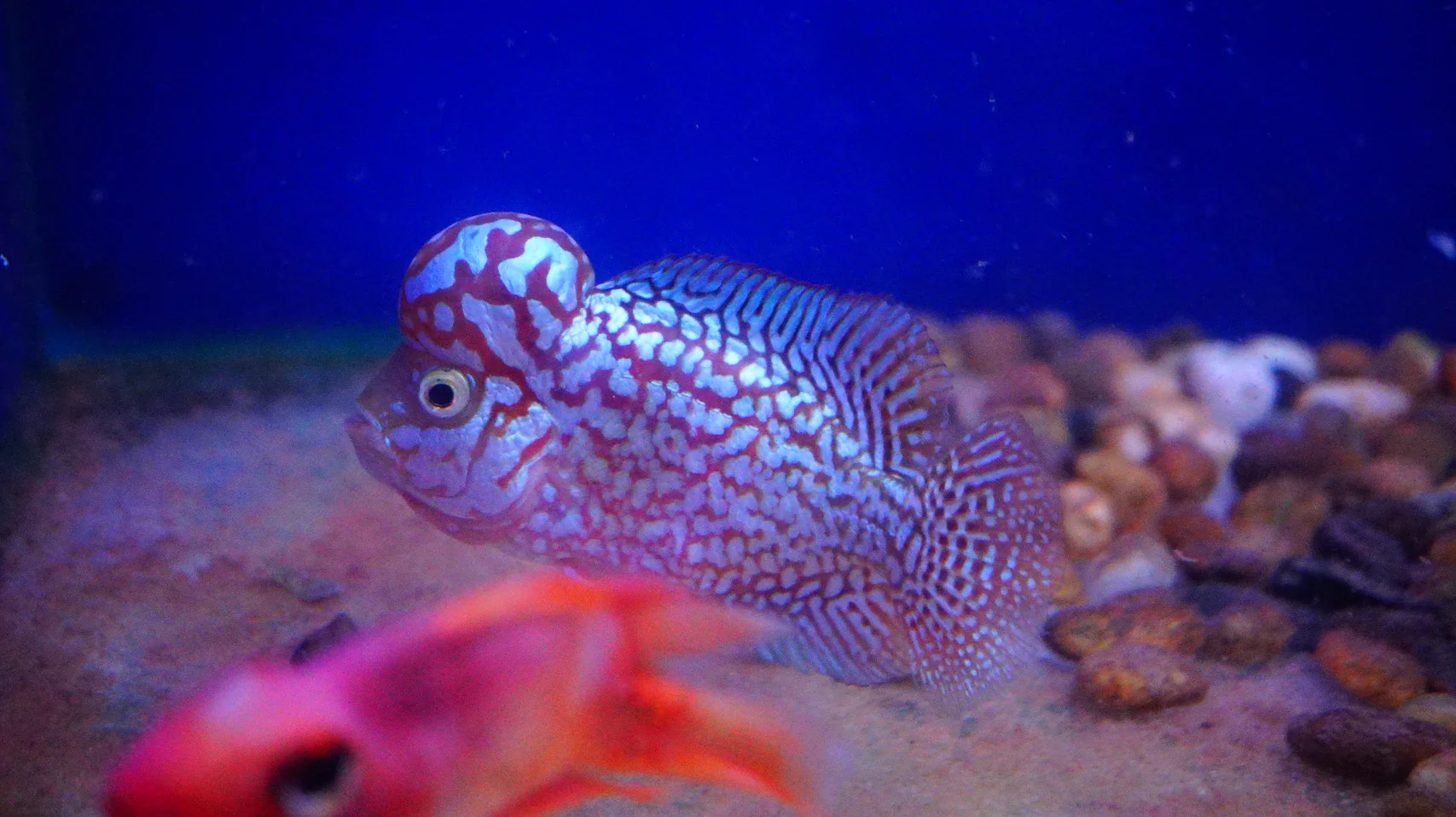 Rare Kamfa Golden Base Flowerhorn 4 inch - Image 5
