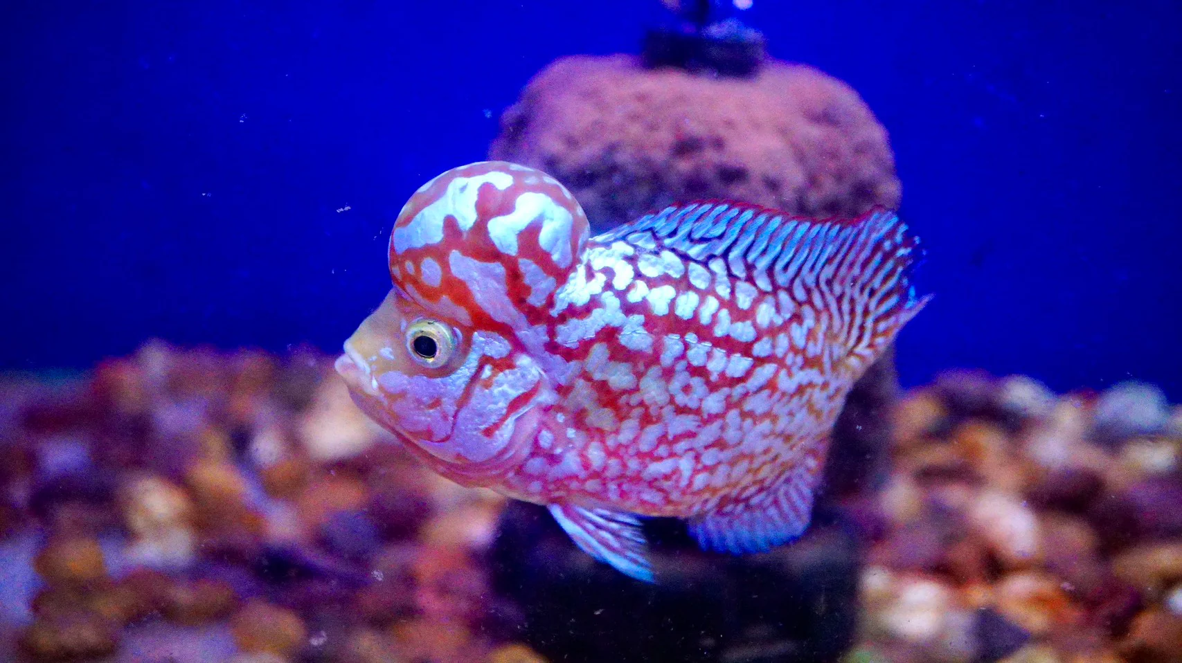 Rare Kamfa Golden Base Flowerhorn 4 inch - Image 6