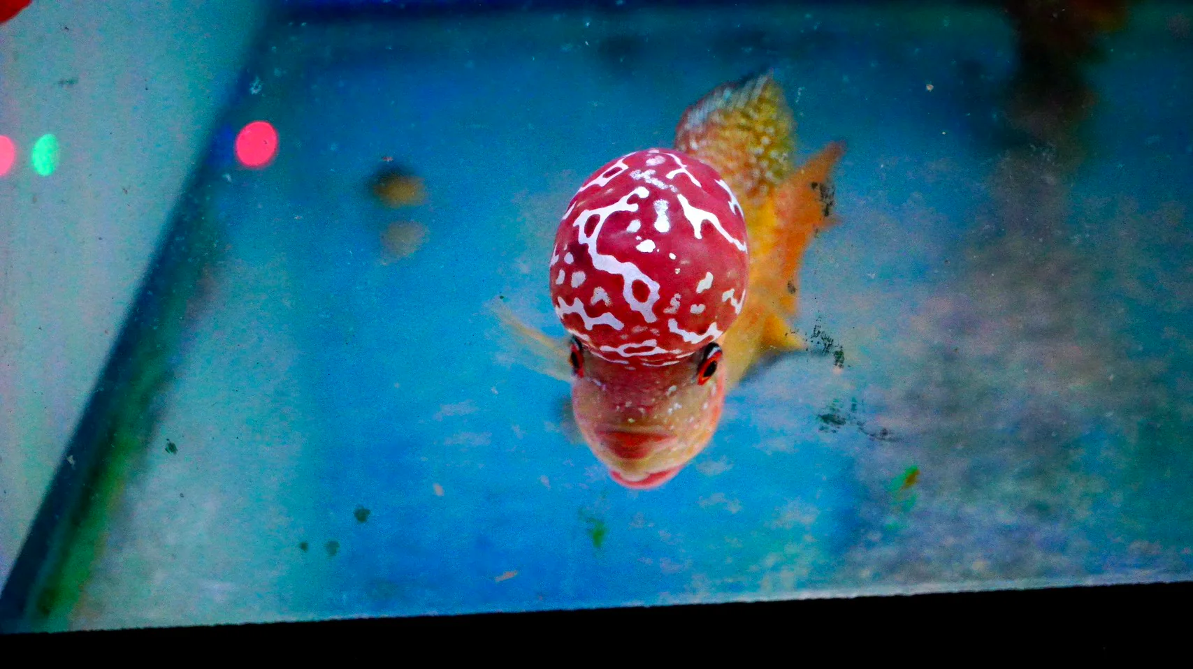 Rare Kamfa Golden Base Flowerhorn - Image 3