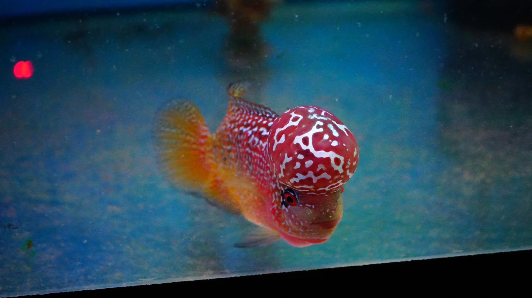 Rare Kamfa Golden Base Flowerhorn - Image 4
