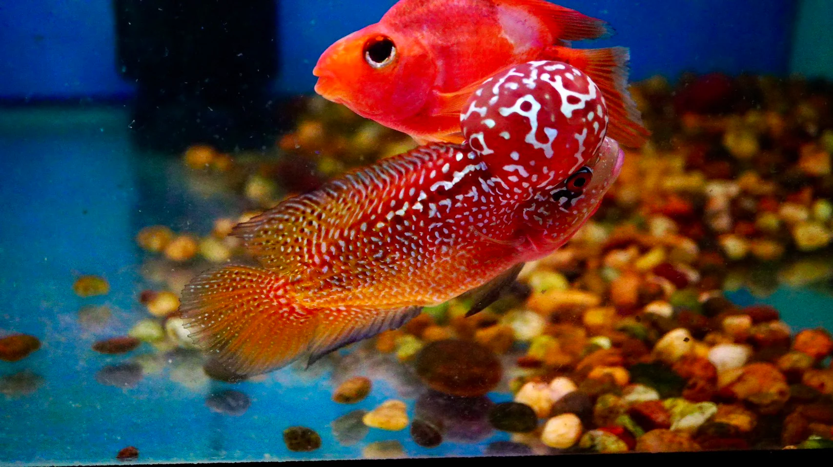 Rare Kamfa Golden Base Flowerhorn - Image 5