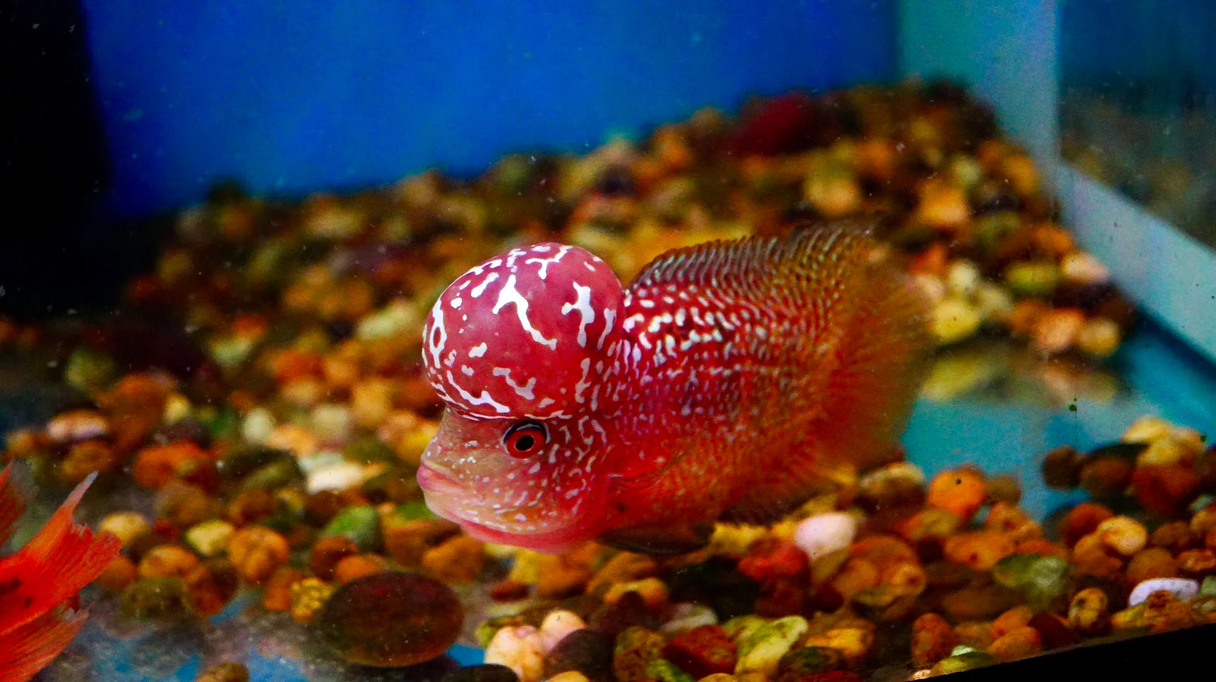 Rare Kamfa Golden Base Flowerhorn - Image 6
