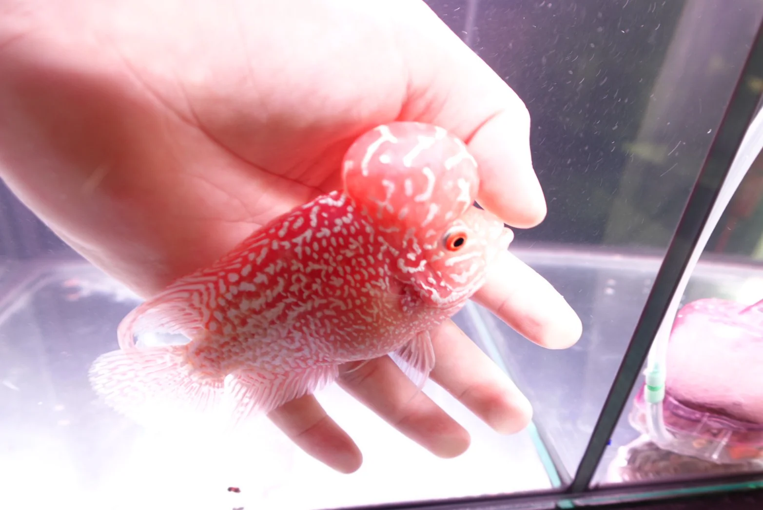 Rare Kamfa Golden Base Flowerhorn 5 inch - Image 2