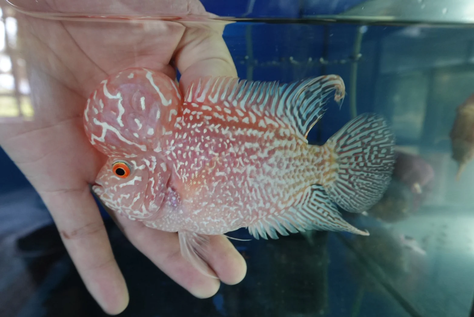 Rare Kamfa Golden Base Flowerhorn 5 inch - Image 3