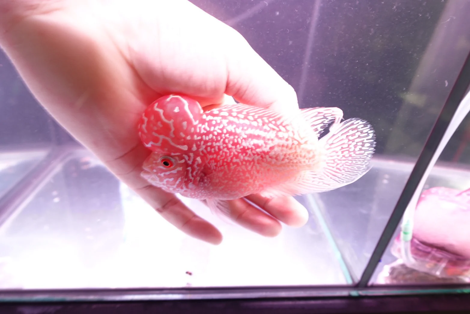 Rare Kamfa Golden Base Flowerhorn 5 inch - Image 4