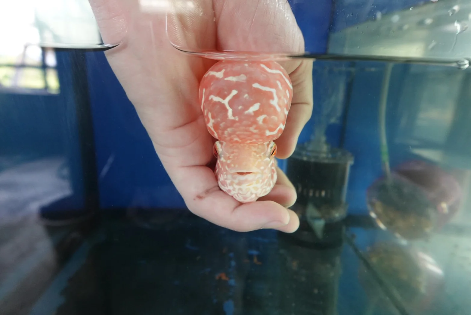 Rare Kamfa Golden Base Flowerhorn 5 inch - Image 5