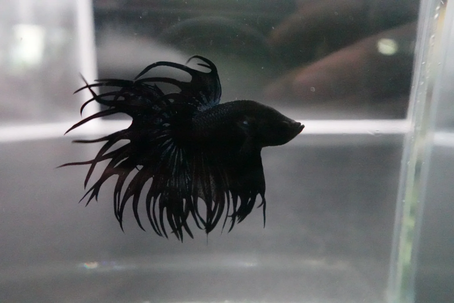 Rare King Crowntail Betta Fish (MALE) - Image 2