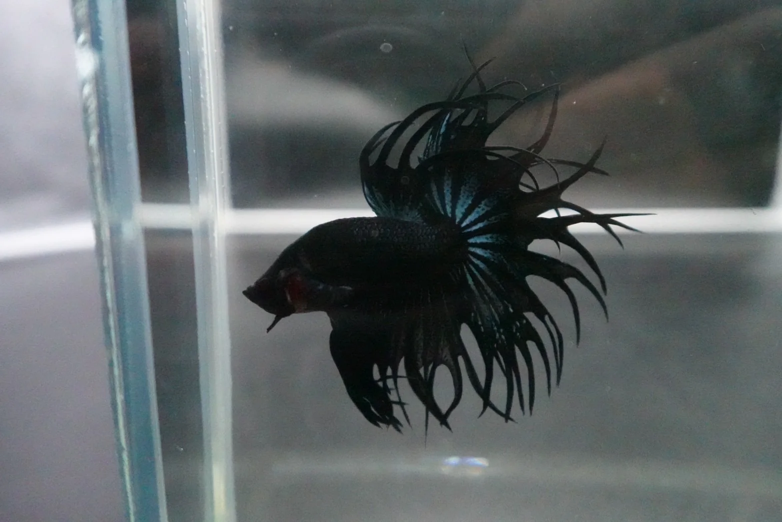 Rare King Crowntail Betta Fish (MALE) - Image 3