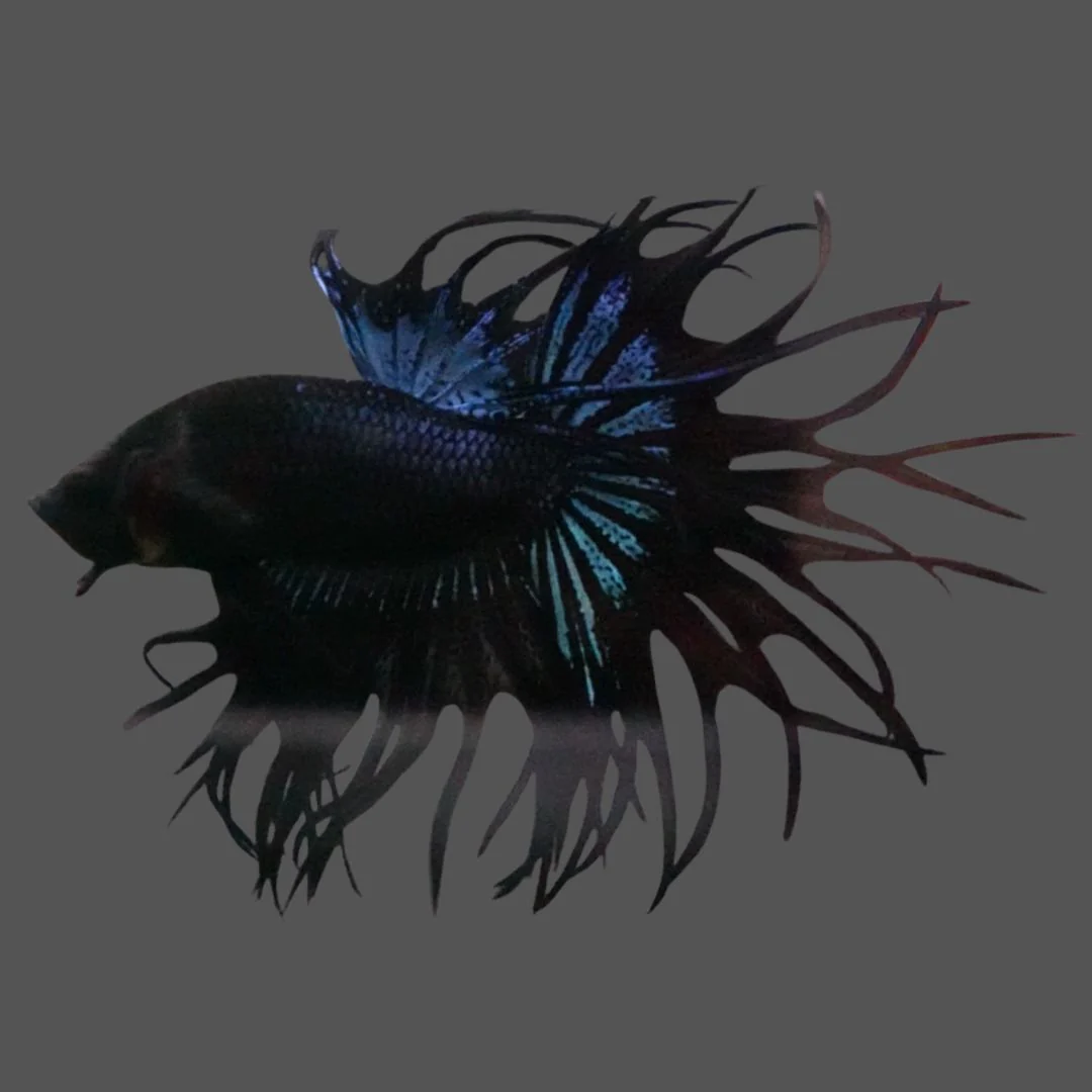 Rare King Crowntail Betta Fish (MALE)