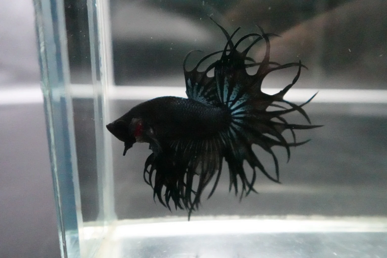Rare King Crowntail Betta Fish (MALE) - Image 2