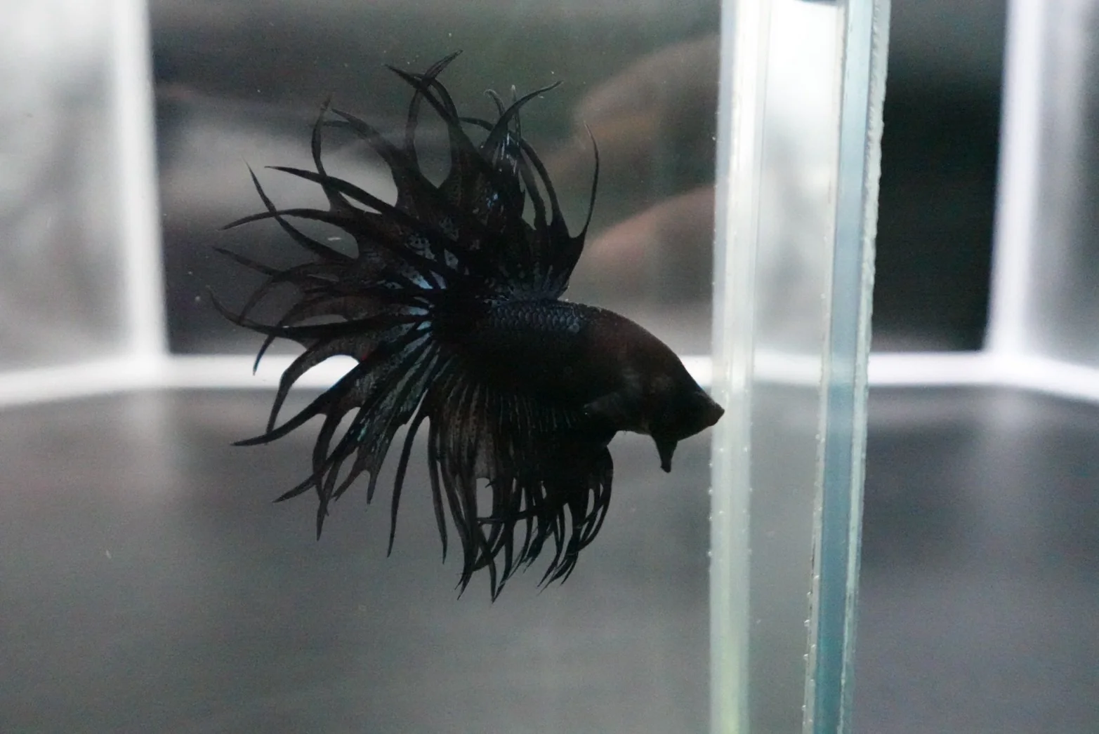 Rare King Crowntail Betta Fish (MALE) - Image 3
