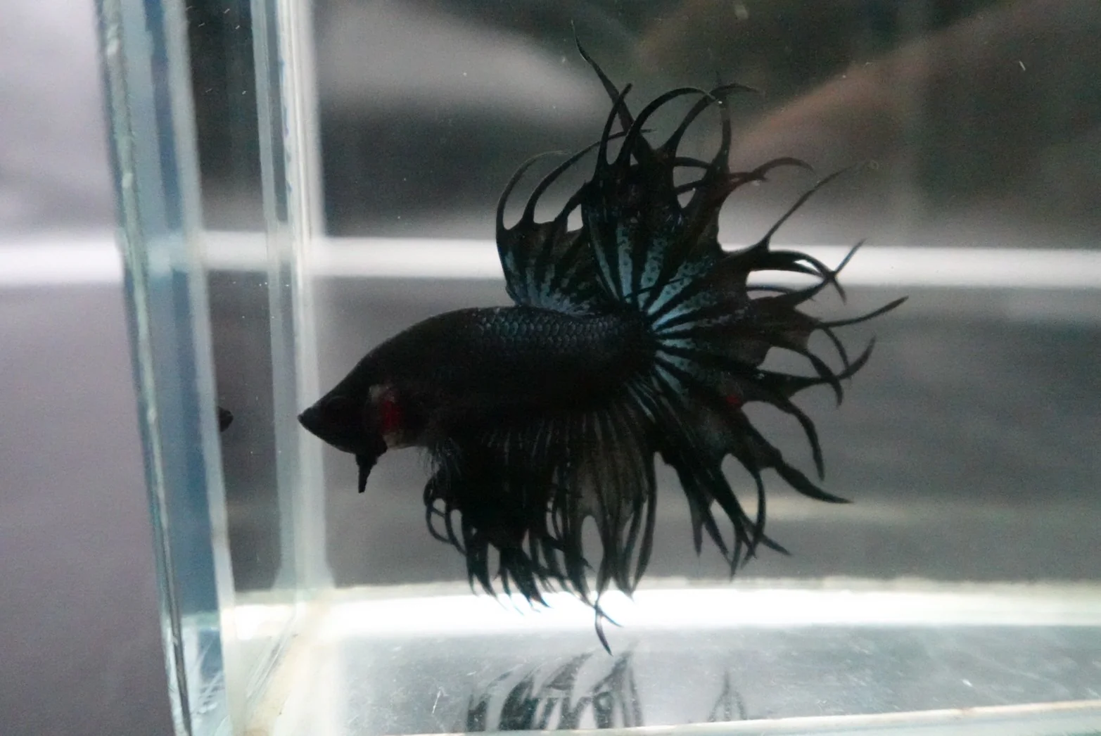 Rare King Crowntail Betta Fish (MALE) - Image 4