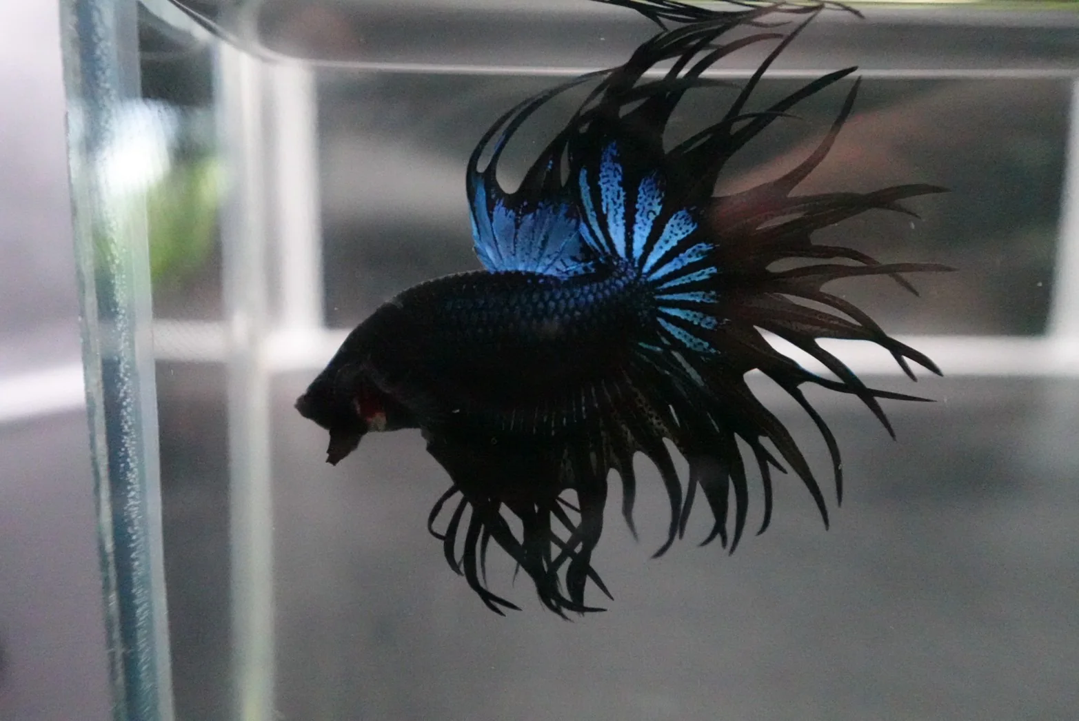 Rare King Crowntail Betta Fish (MALE) - Image 2
