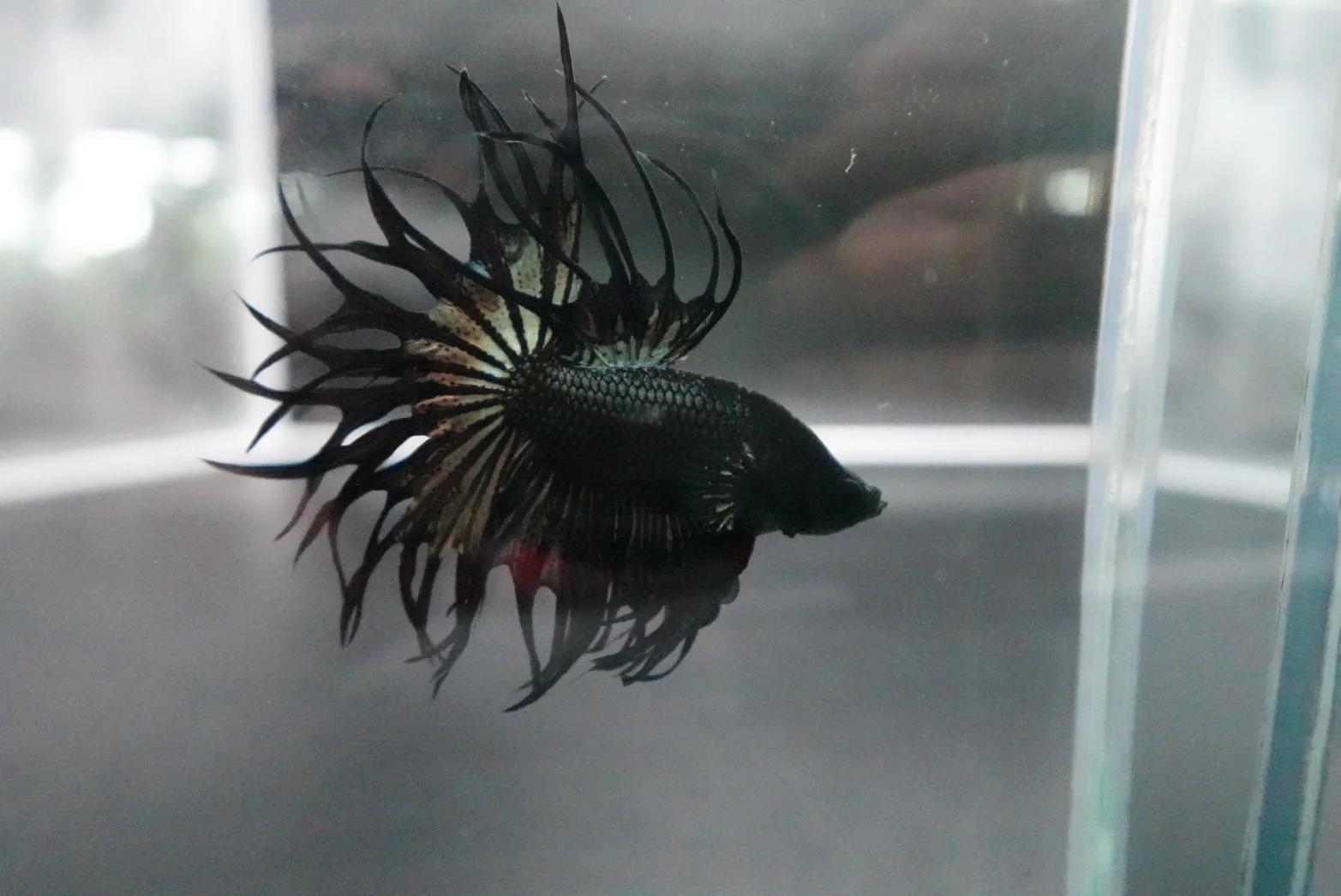 Rare King Crowntail Betta Fish (MALE) - Image 2