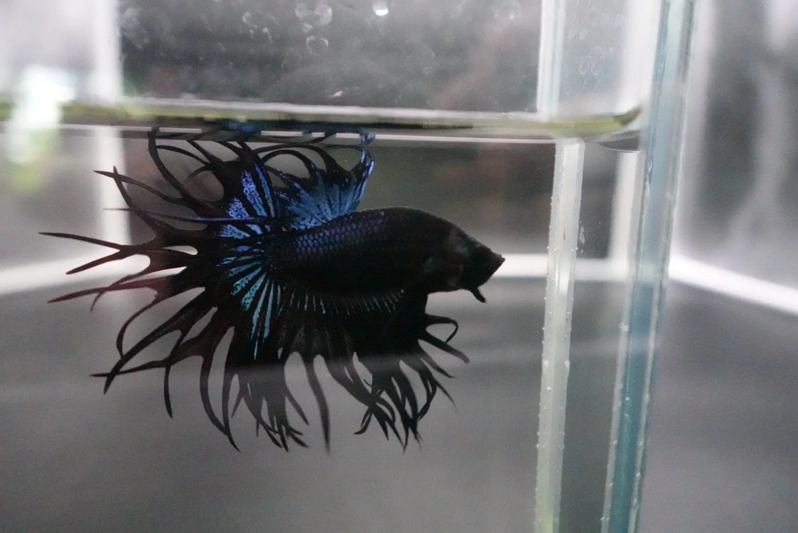 Rare King Crowntail Betta Fish (MALE) - Image 3