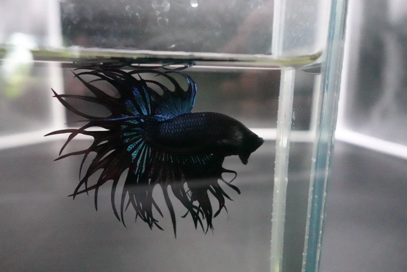 Rare King Crowntail Betta Fish (MALE) - Image 4