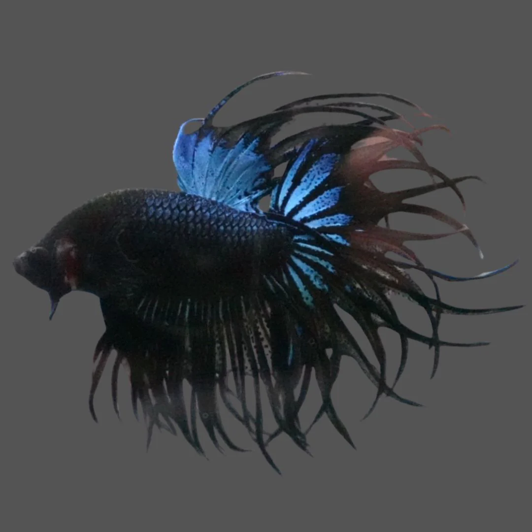 Rare King Crowntail Betta Fish (MALE)
