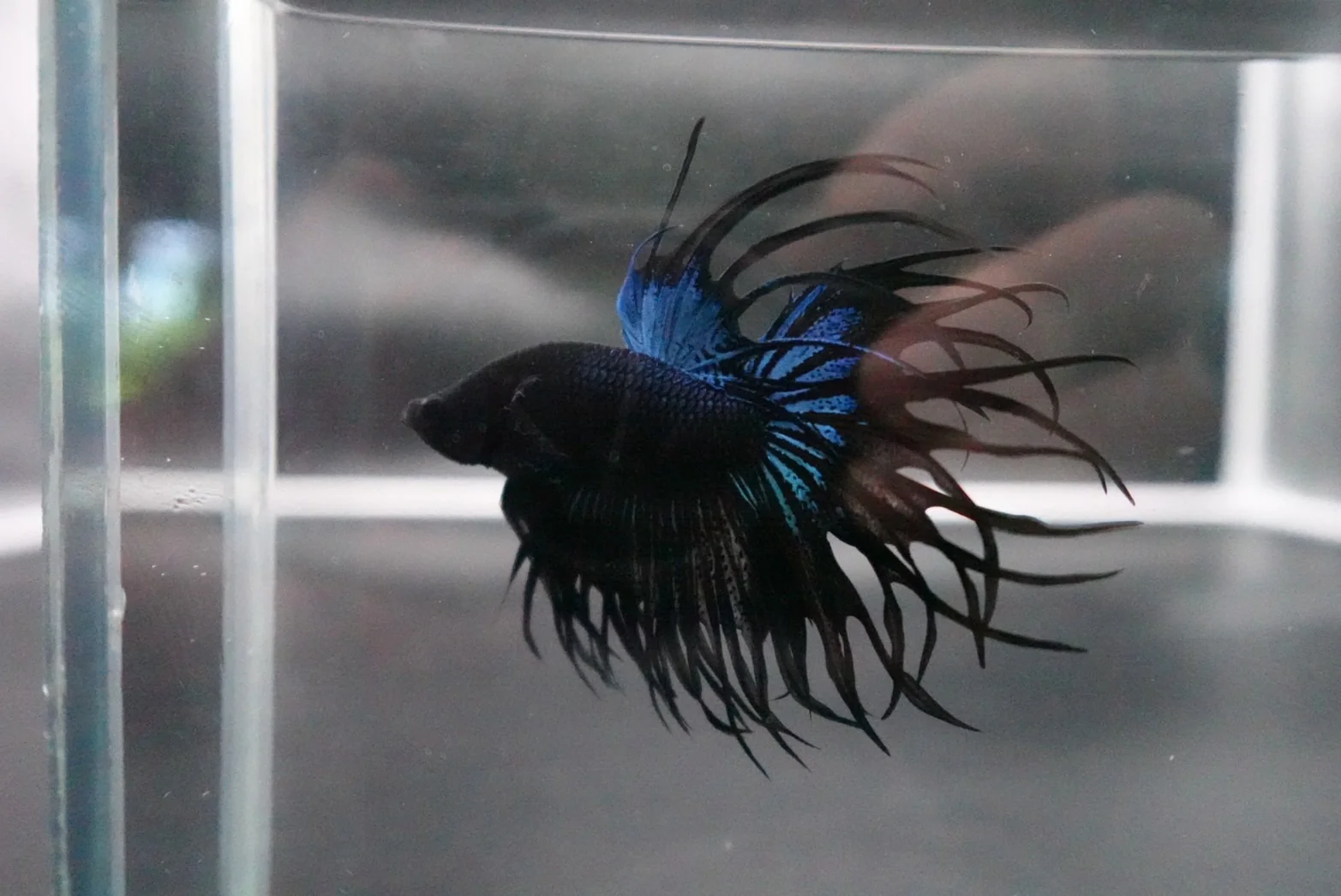 Rare King Crowntail Betta Fish (MALE) - Image 2