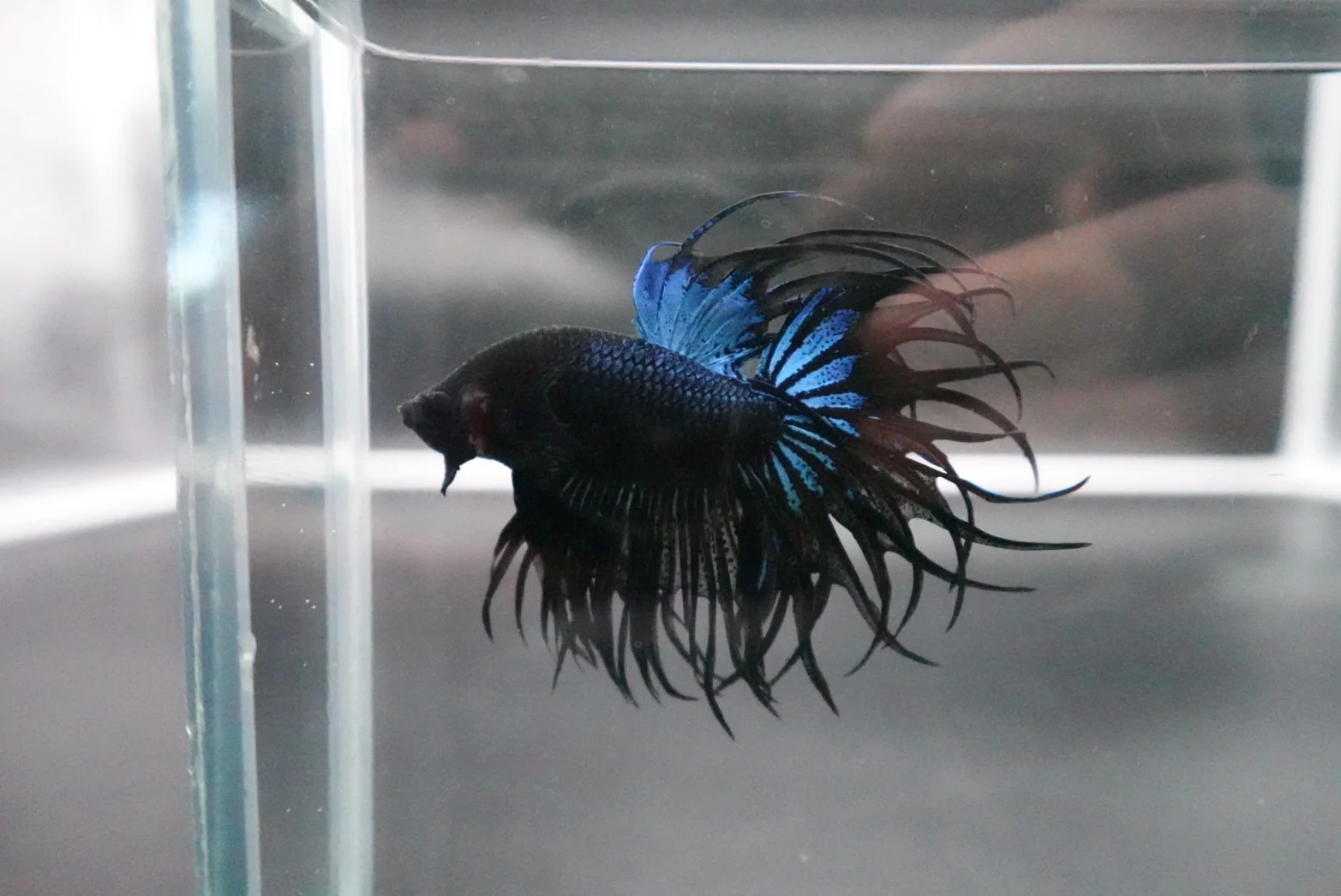 Rare King Crowntail Betta Fish (MALE) - Image 3
