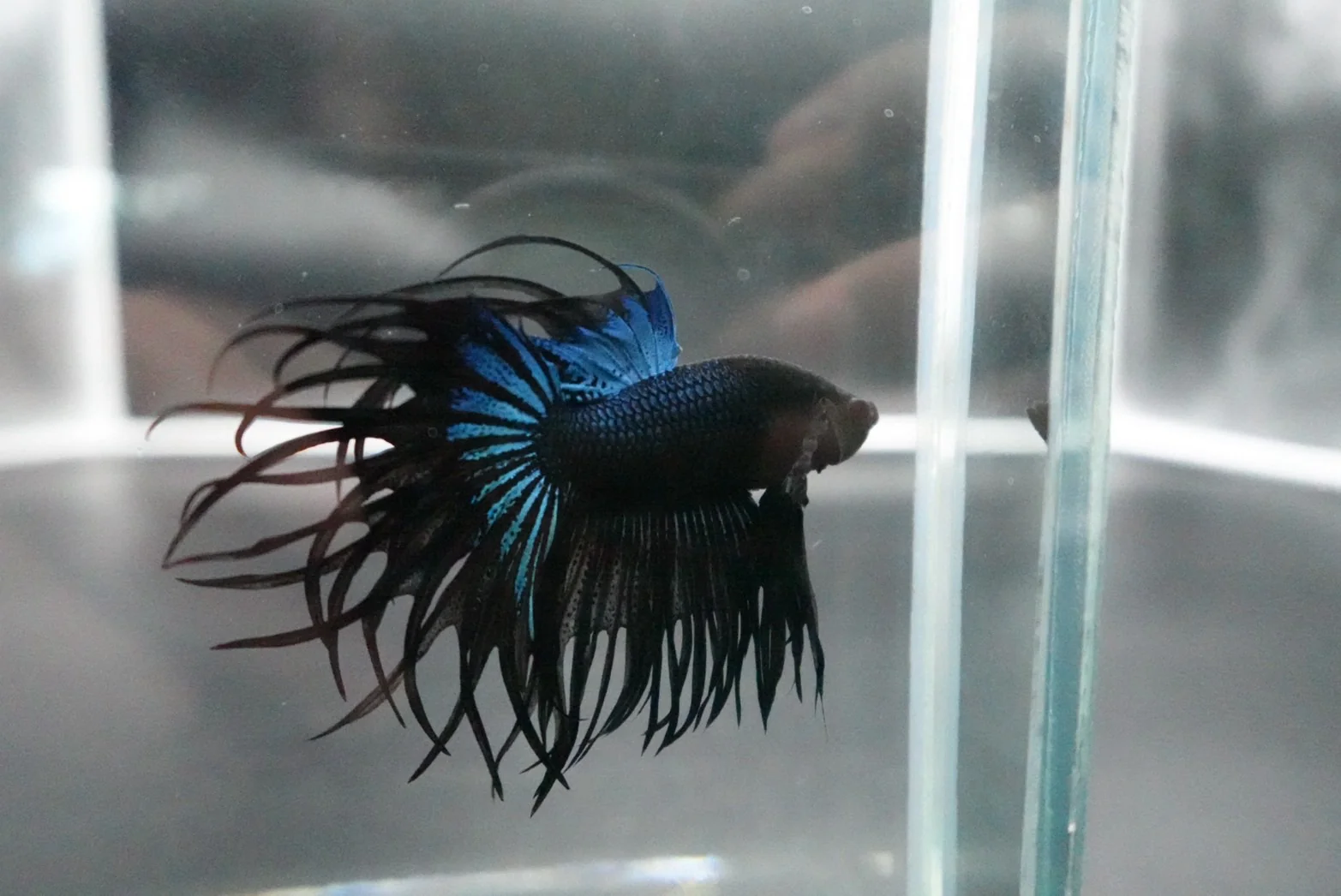 Rare King Crowntail Betta Fish (MALE) - Image 4