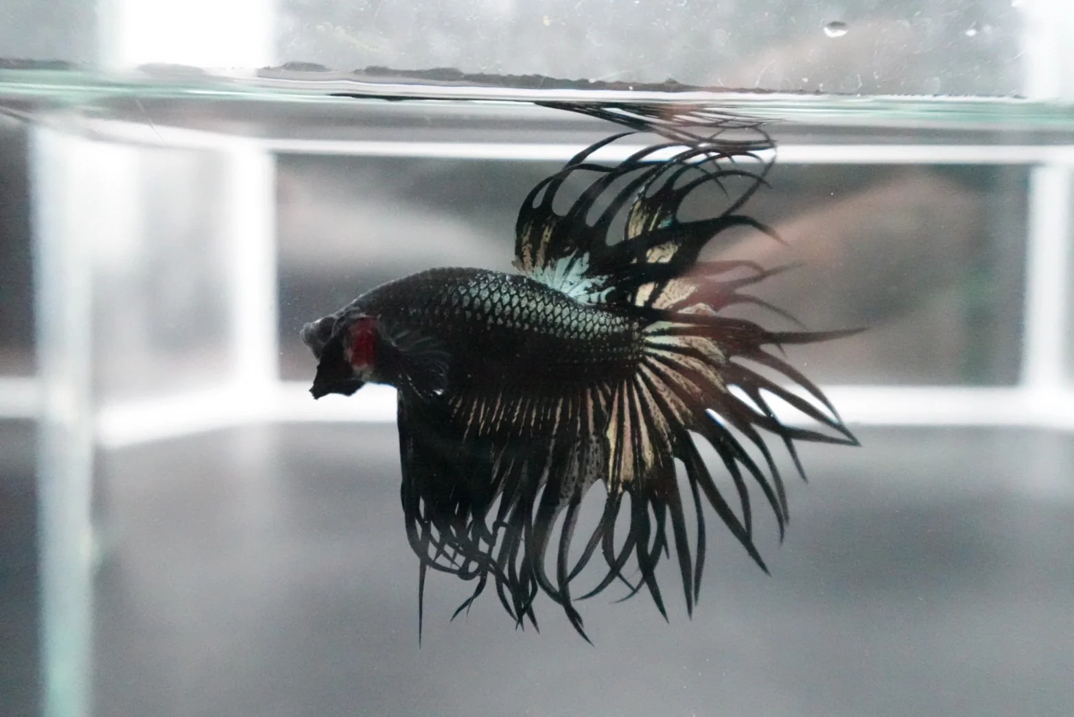 Rare King Crowntail Betta Fish (MALE) - Image 2