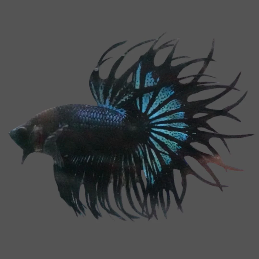 Rare King Crowntail Betta Fish (MALE)