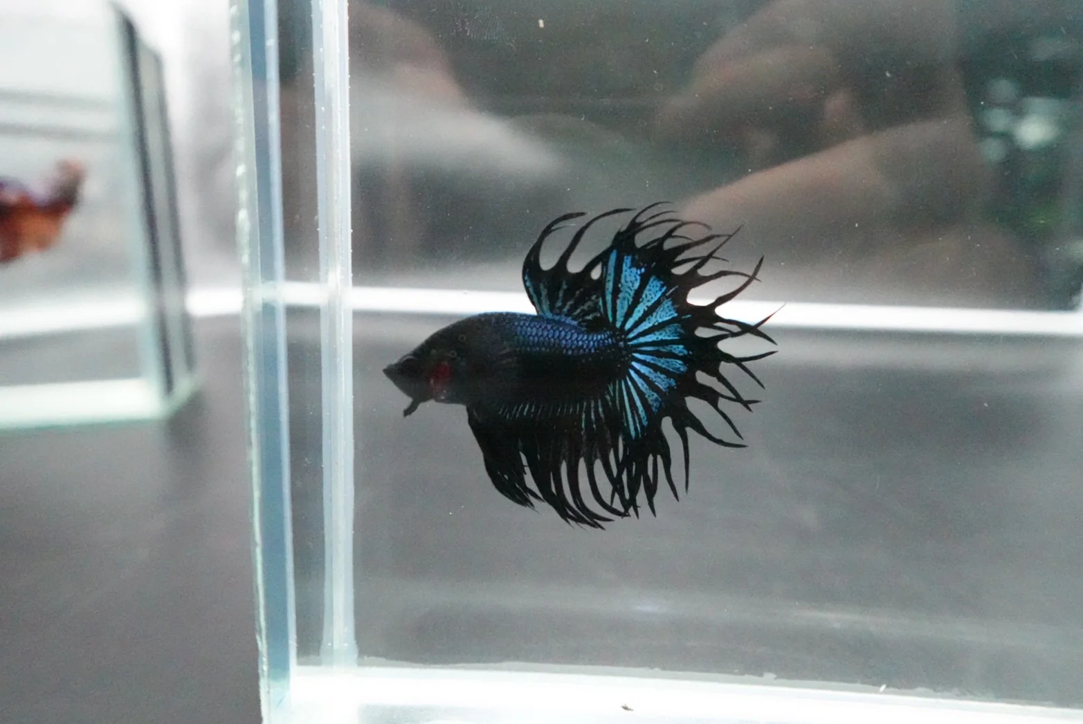 Rare King Crowntail Betta Fish (MALE) - Image 2