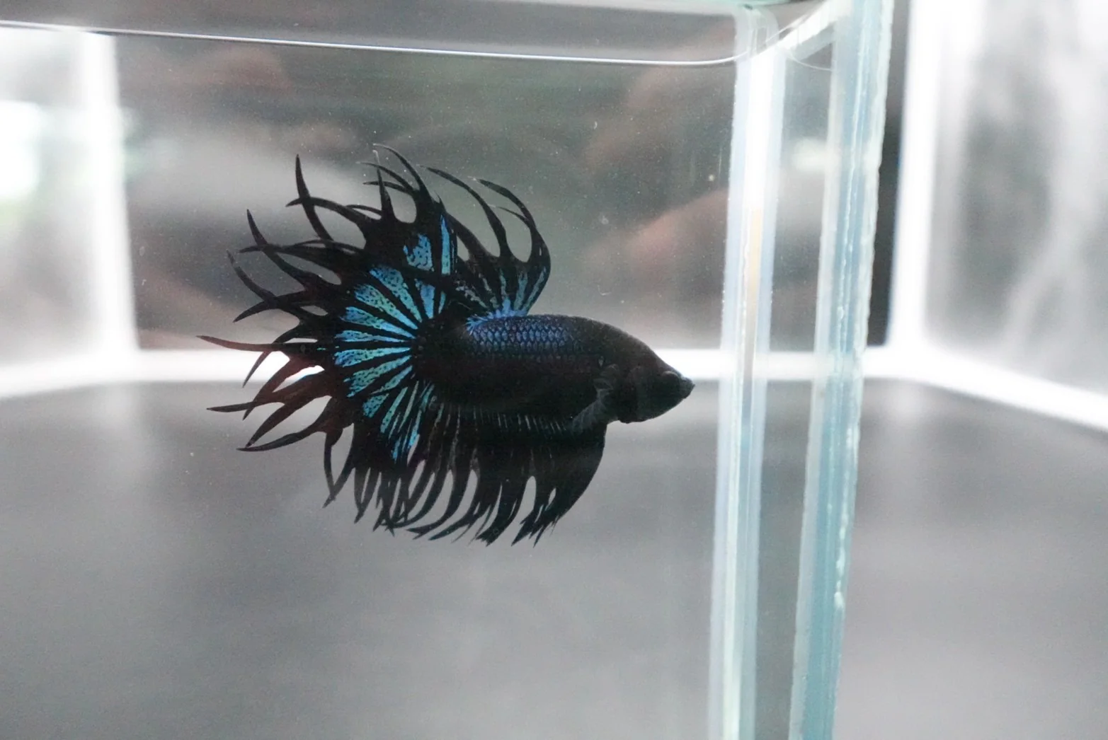 Rare King Crowntail Betta Fish (MALE) - Image 3