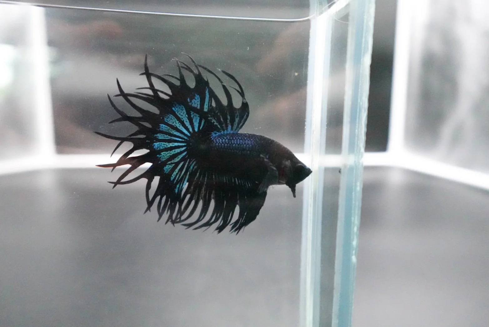 Rare King Crowntail Betta Fish (MALE) - Image 4