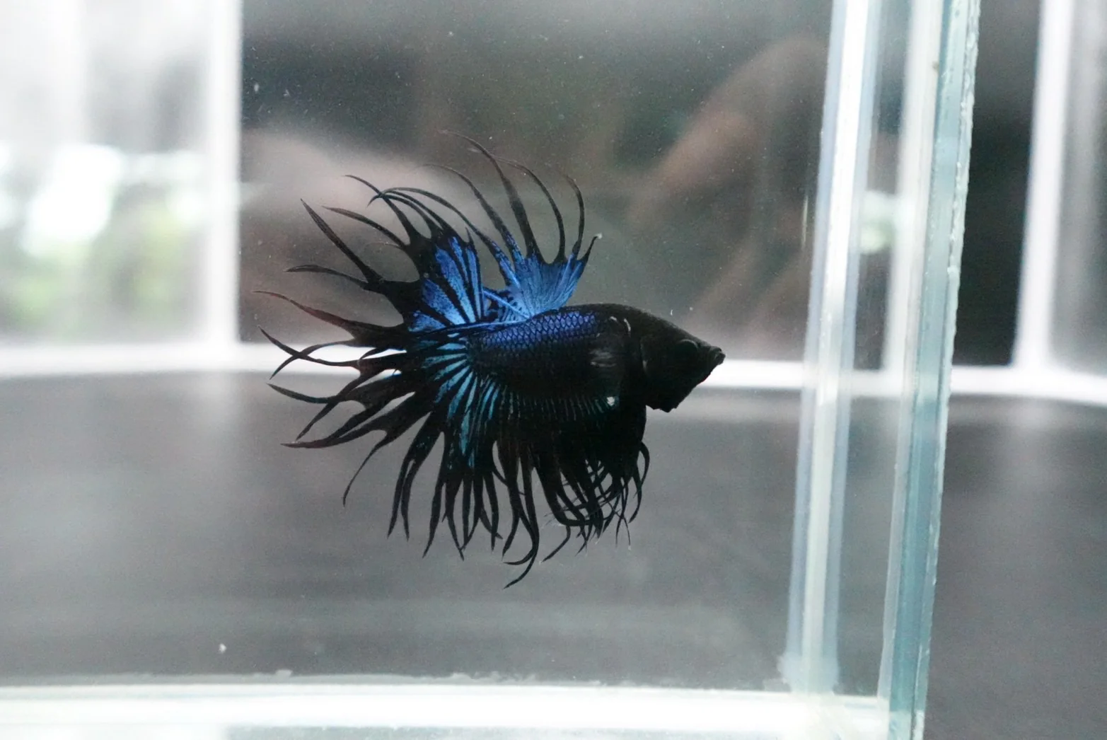Rare King Crowntail Betta Fish (MALE) - Image 3