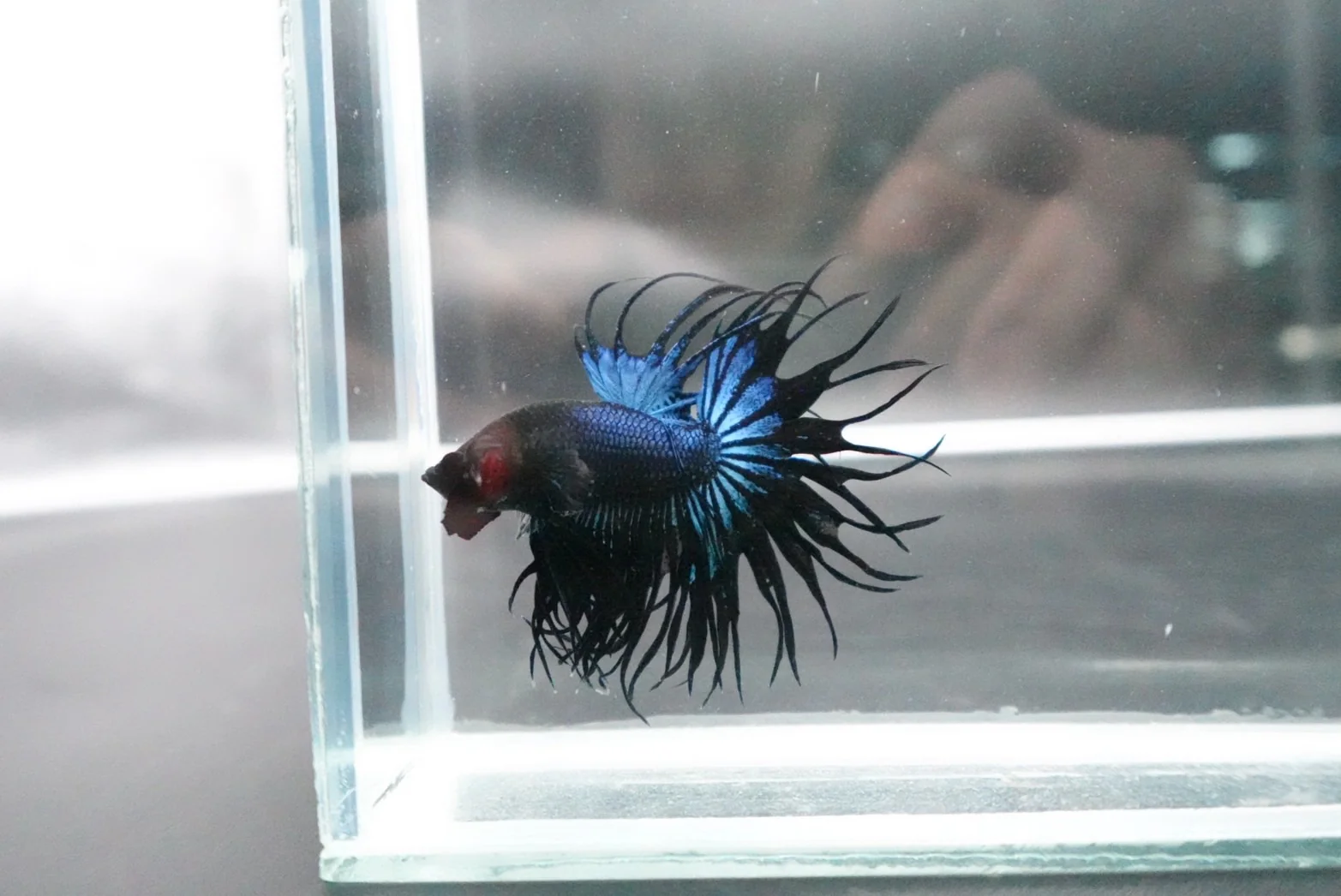 Rare King Crowntail Betta Fish (MALE) - Image 4