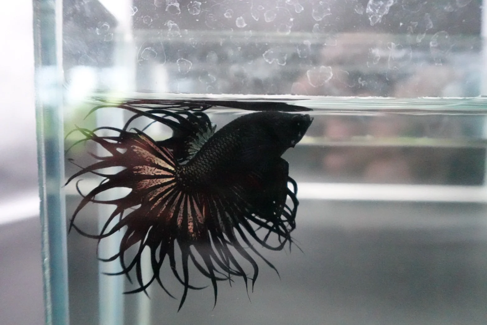 Rare King Crowntail Betta Fish (MALE) - Image 3