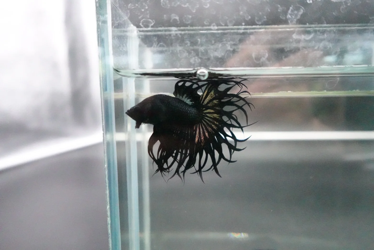 Rare King Crowntail Betta Fish (MALE) - Image 4