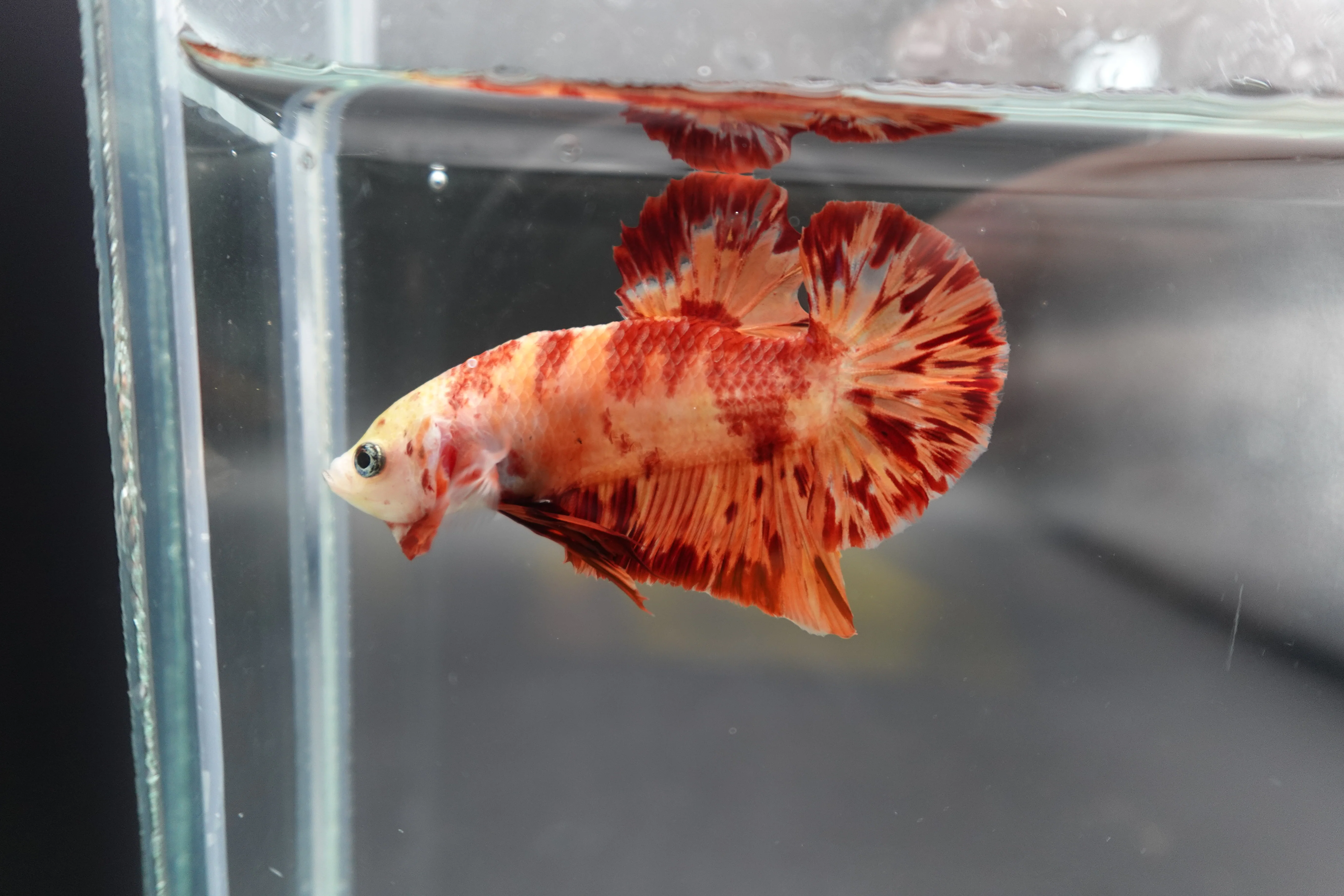 Rare Koi Multicolors Betta Fish (Male) - Image 2