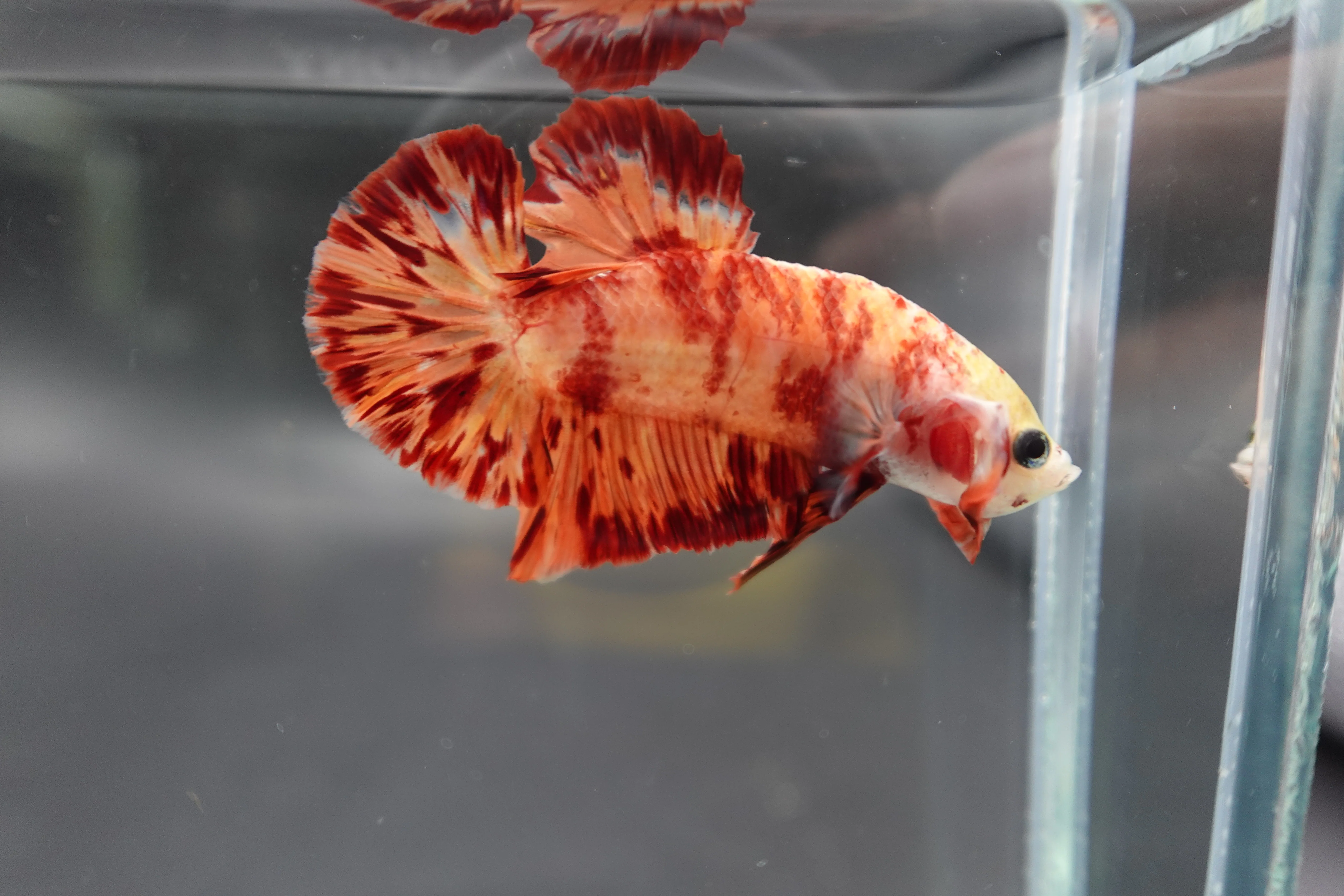 Rare Koi Multicolors Betta Fish (Male) - Image 3