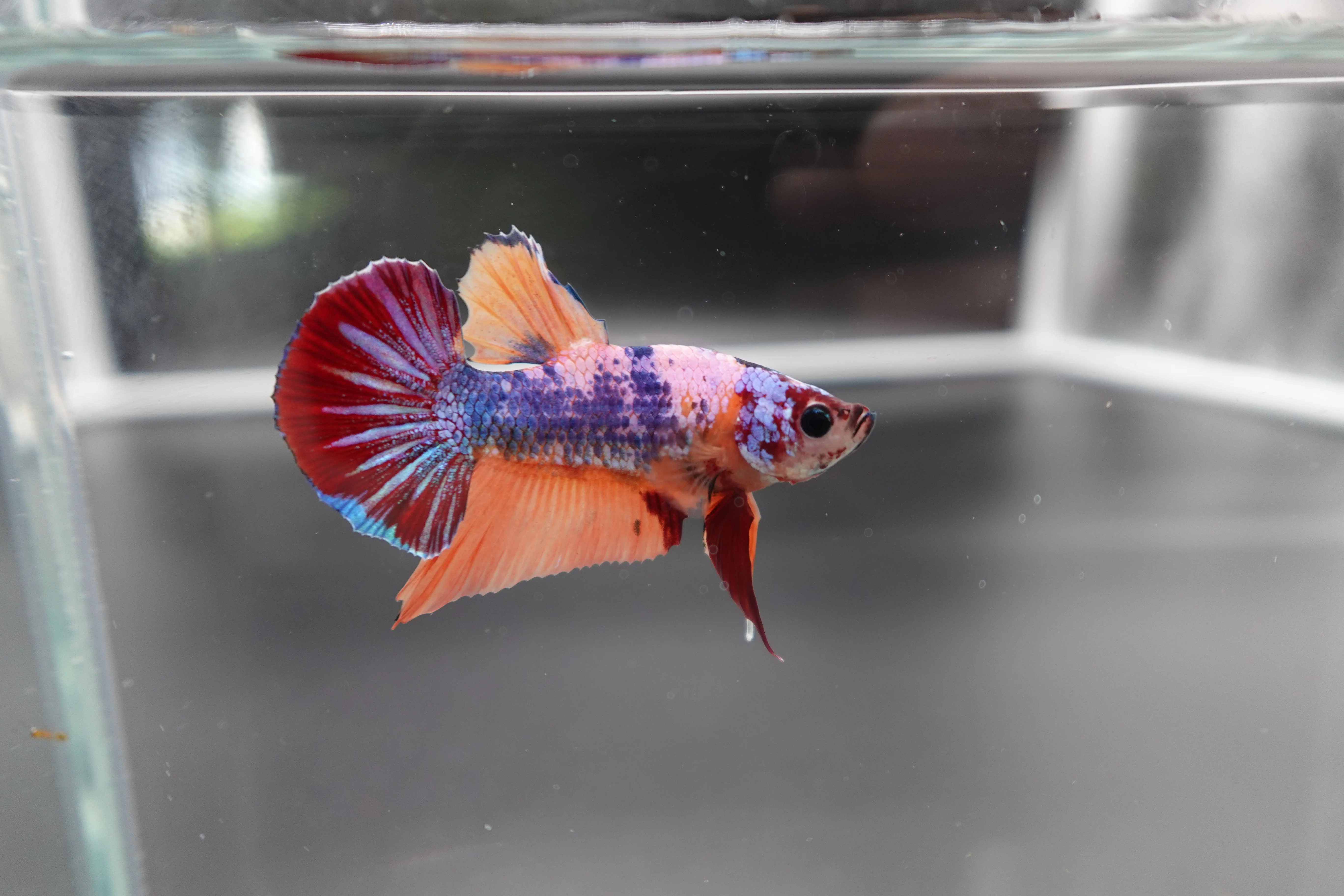 Rare Koi Multicolors Betta Fish (Male) - Image 2