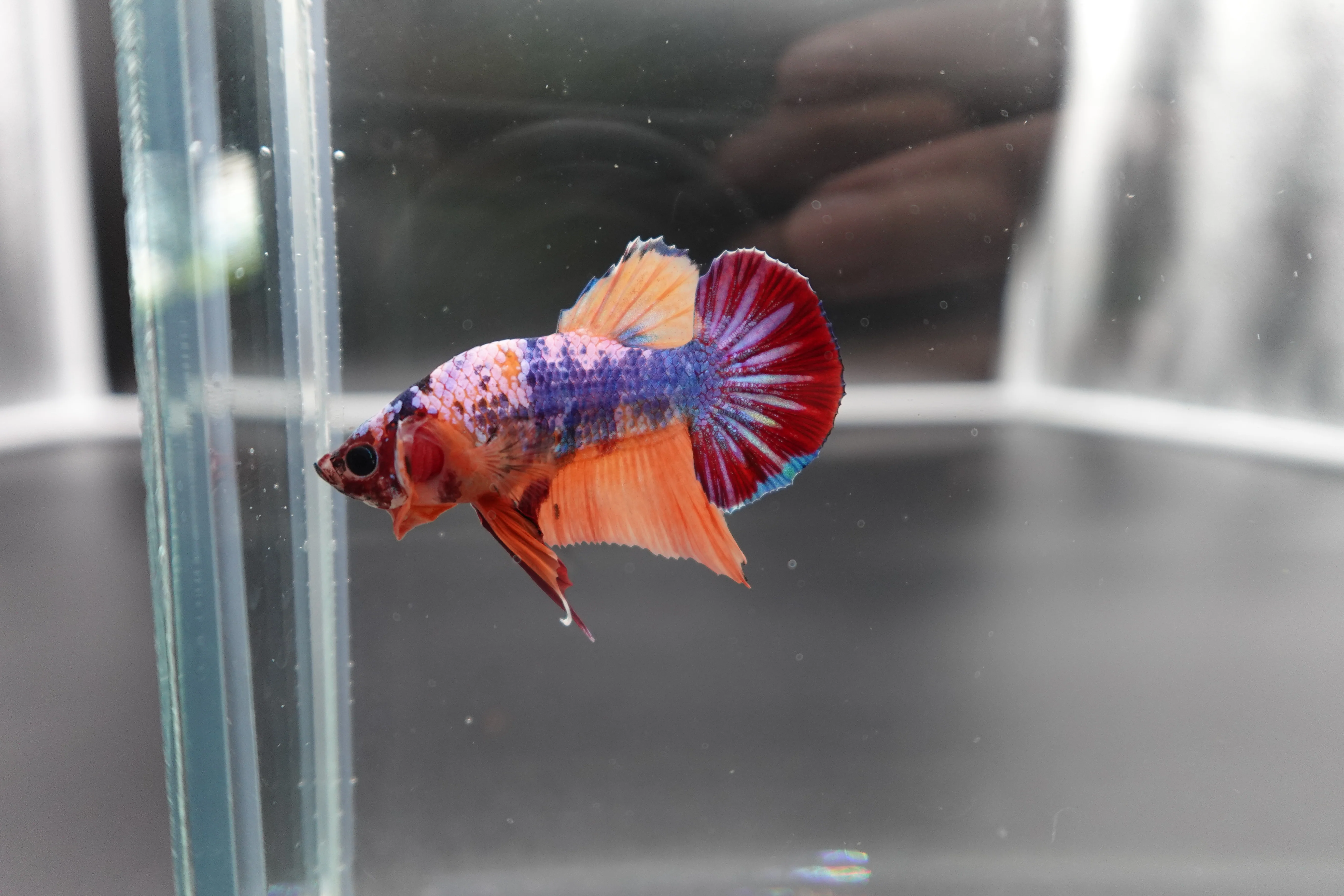Rare Koi Multicolors Betta Fish (Male) - Image 3