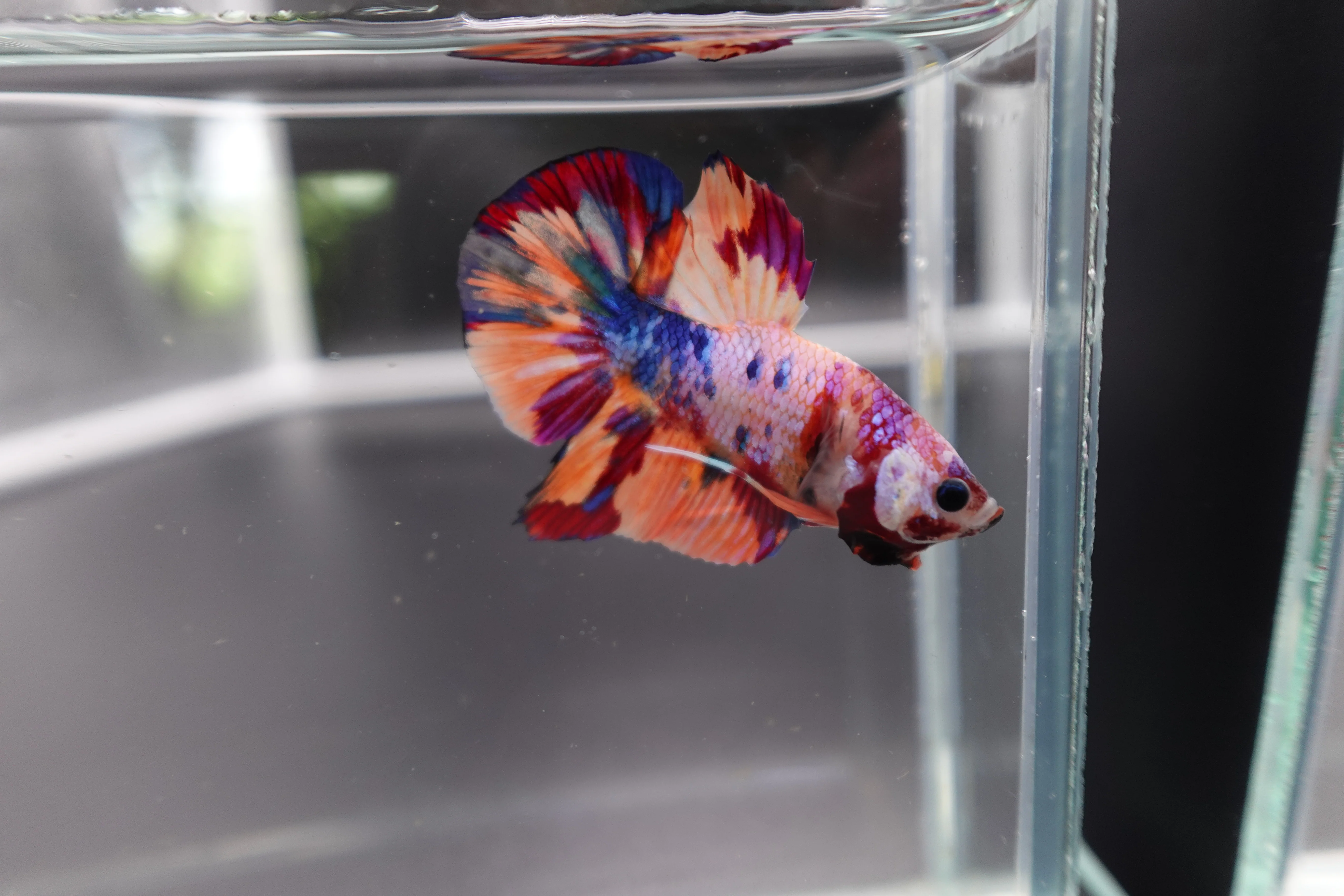 Rare Koi Multicolors Betta Fish (Male) - Image 2