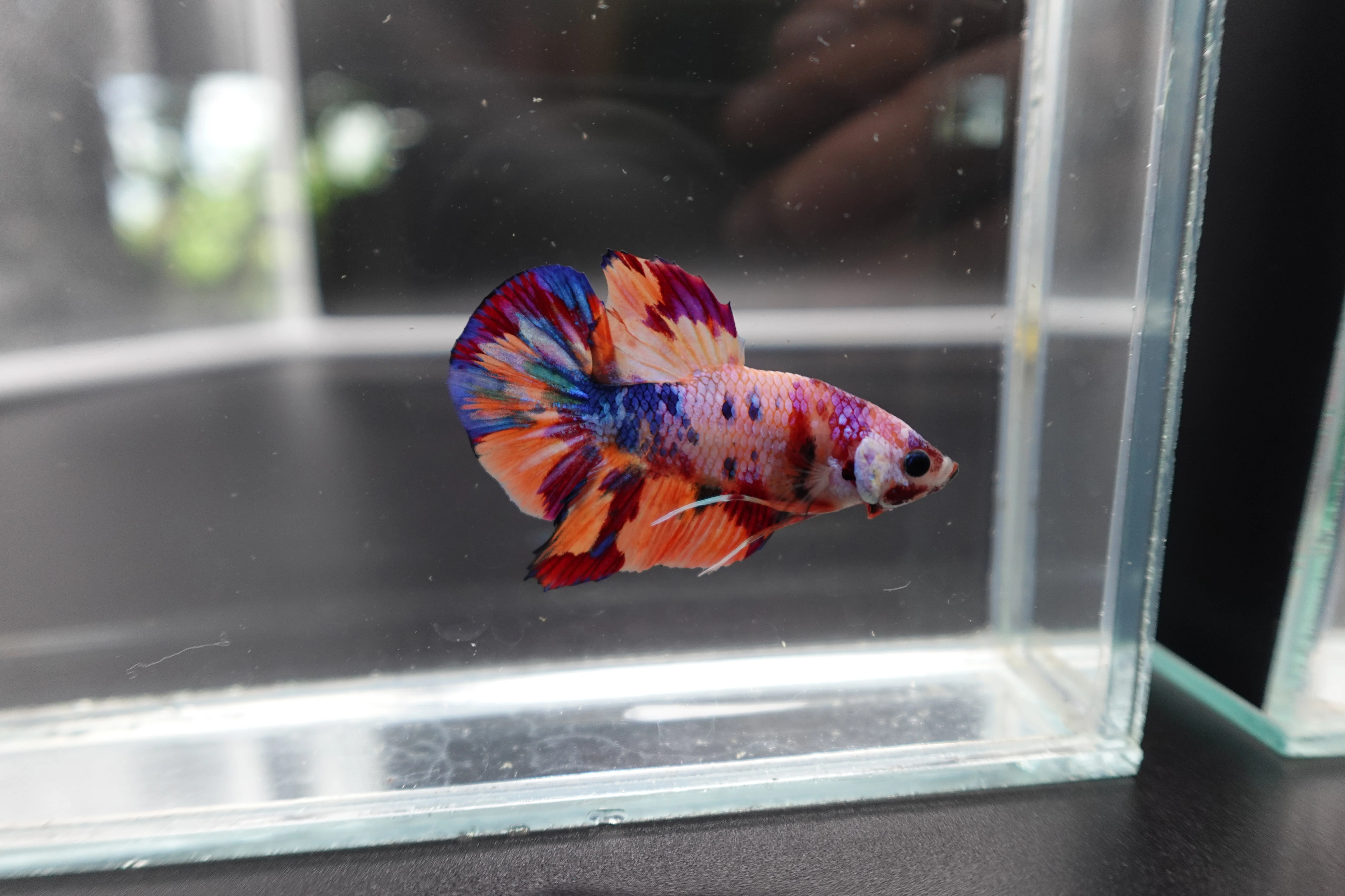 Rare Koi Multicolors Betta Fish (Male) - Image 3