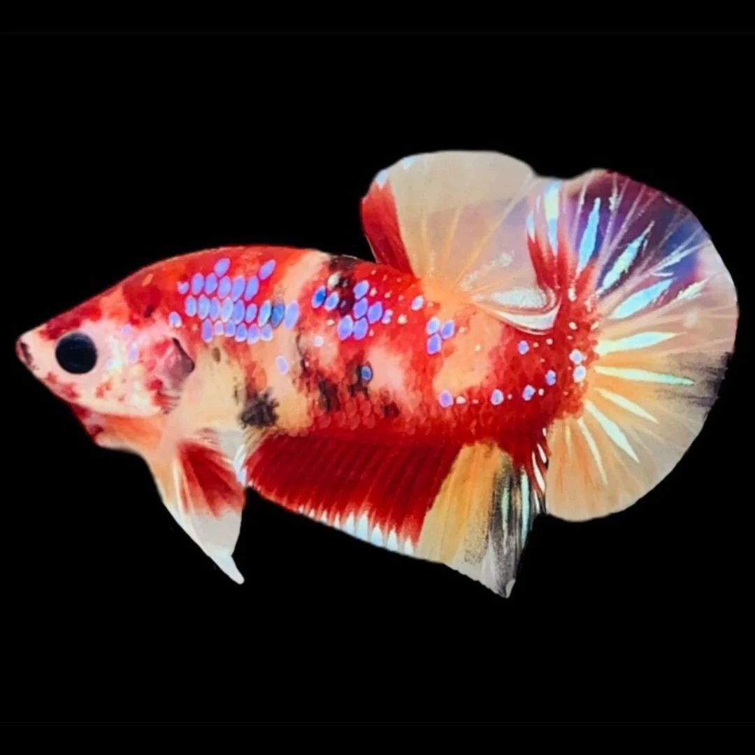 Rare Koi Multicolors Betta Fish (Male)
